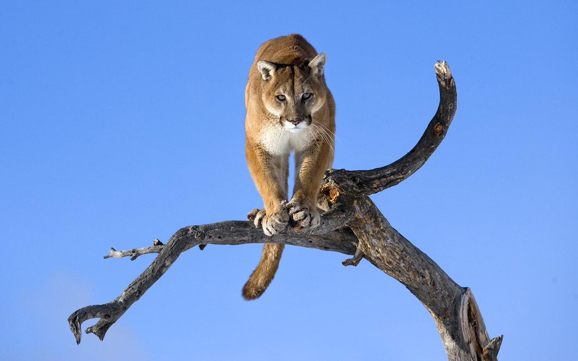 vertical wallpaper animal, cougar, branch, cats