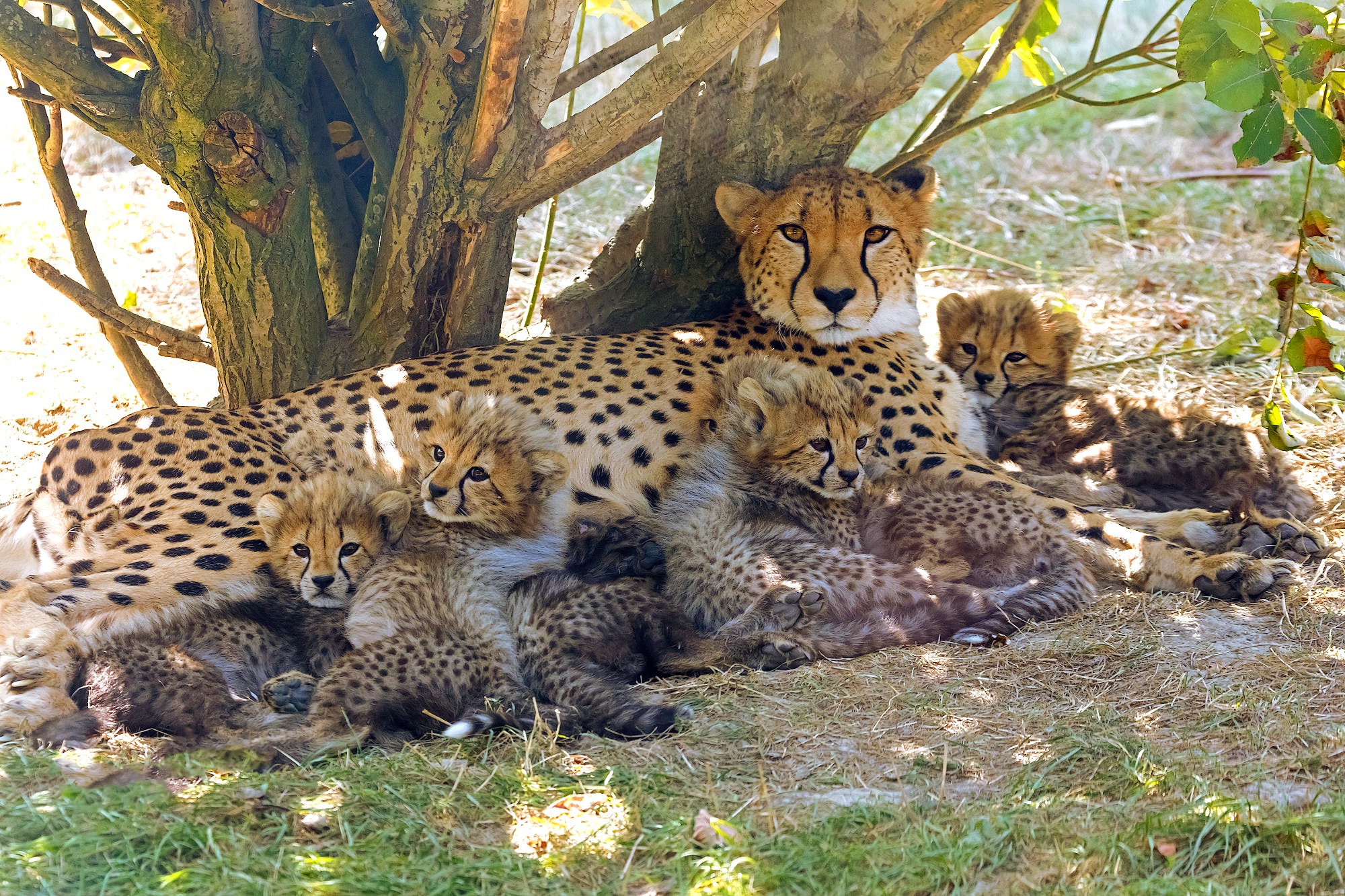 Размножение хищников. Гепард самка. Северо Западный Африканский гепард. Детеныш гепарда. Гепард размножение.