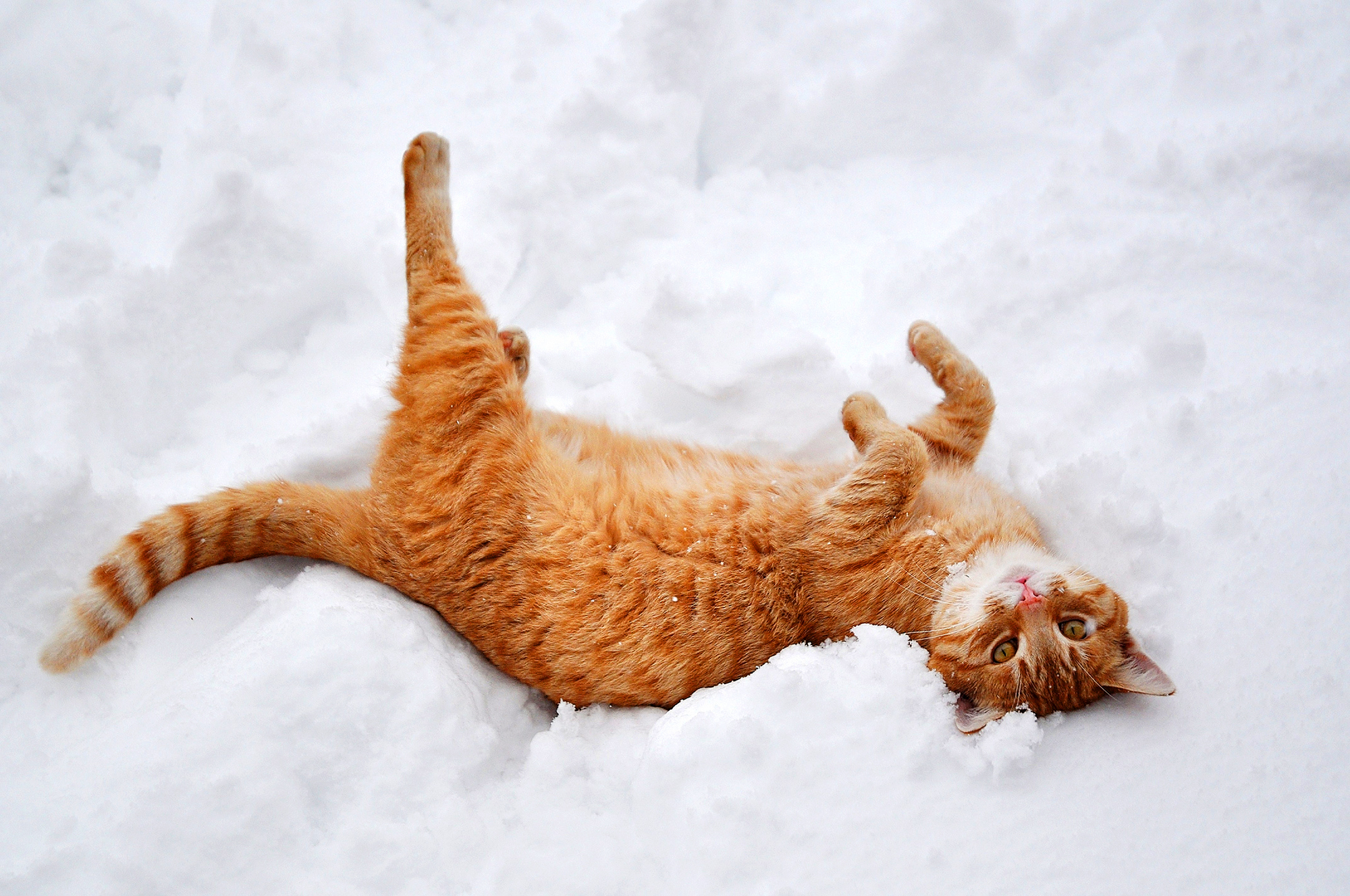 winter, cat, animals, nature, snow, red, lies, redhead, paws
