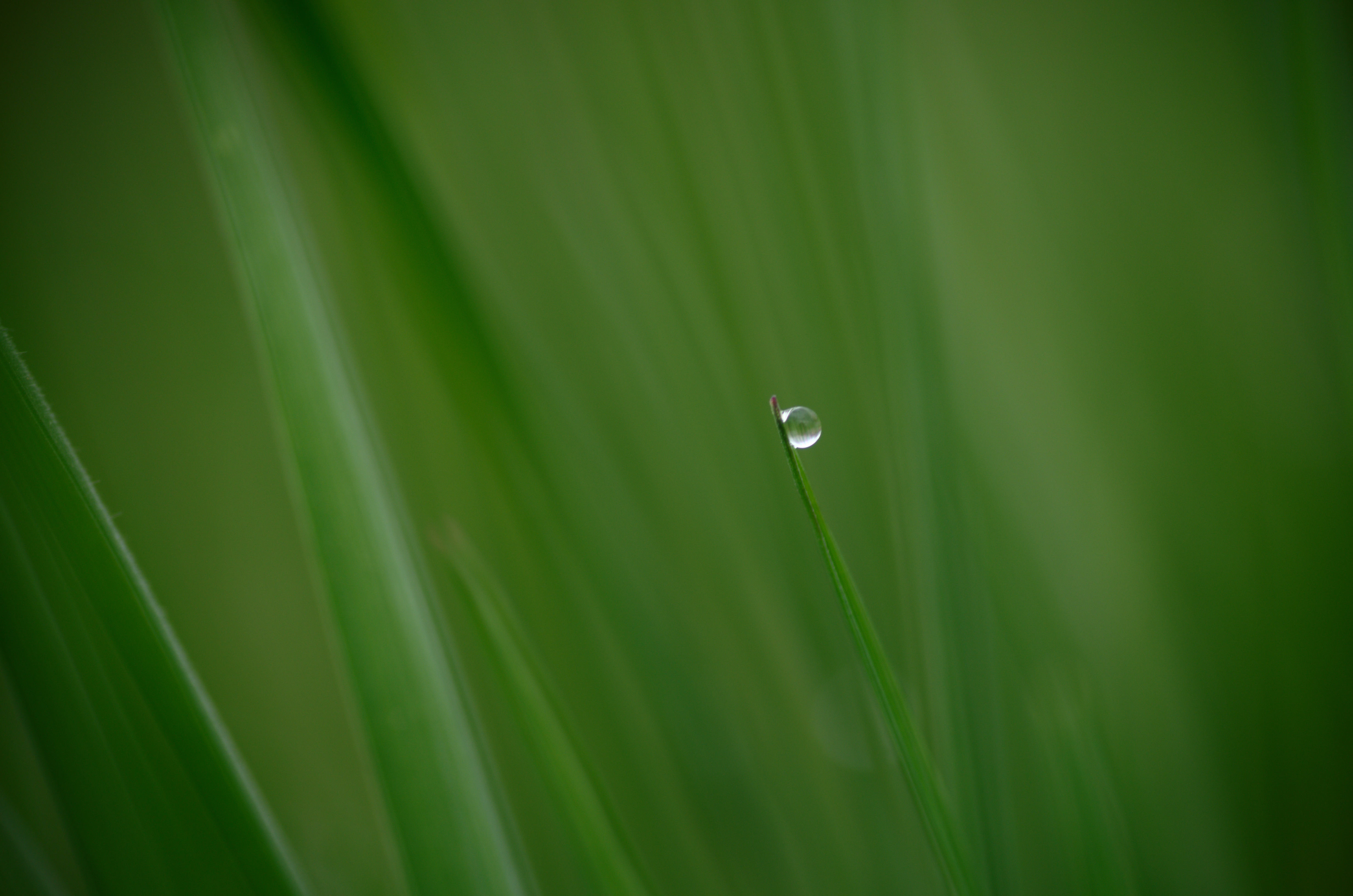 Download mobile wallpaper Grass, Drop, Macro, Plant for free.