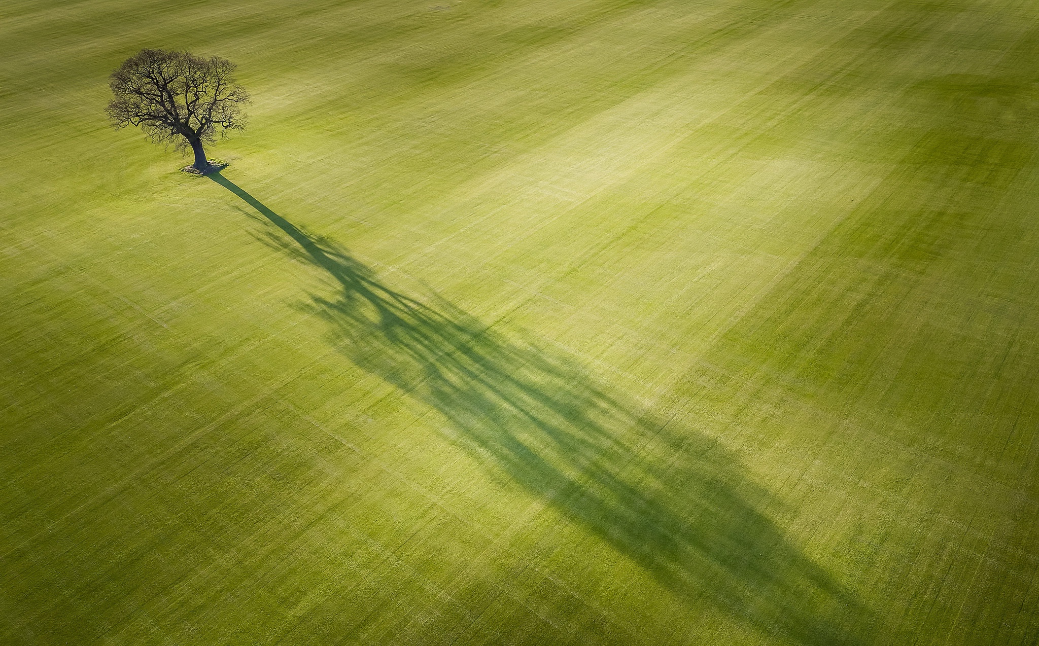 earth, tree, aerial, grass, lonely tree, nature, shadow, trees