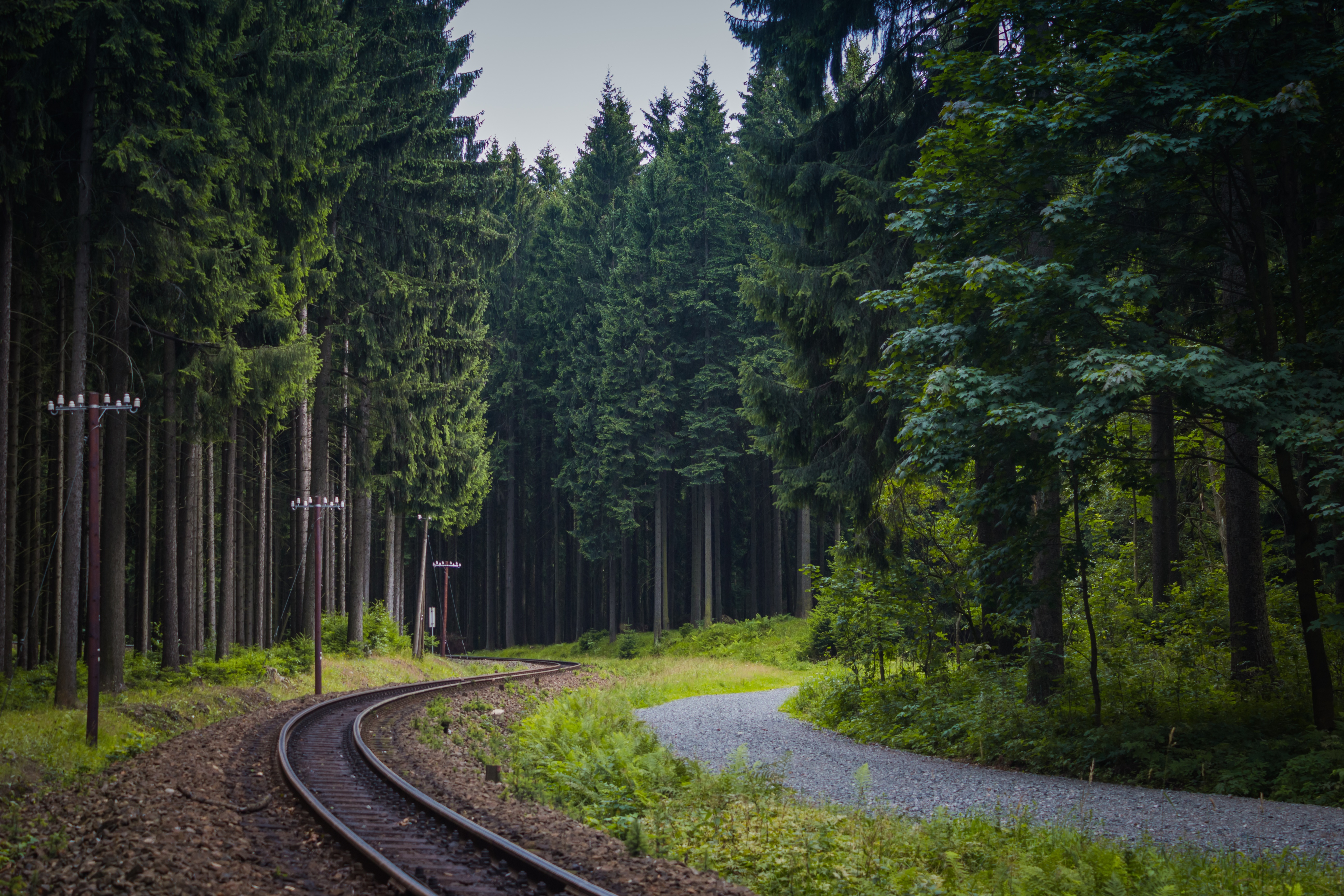 railway, trees, nature, forest