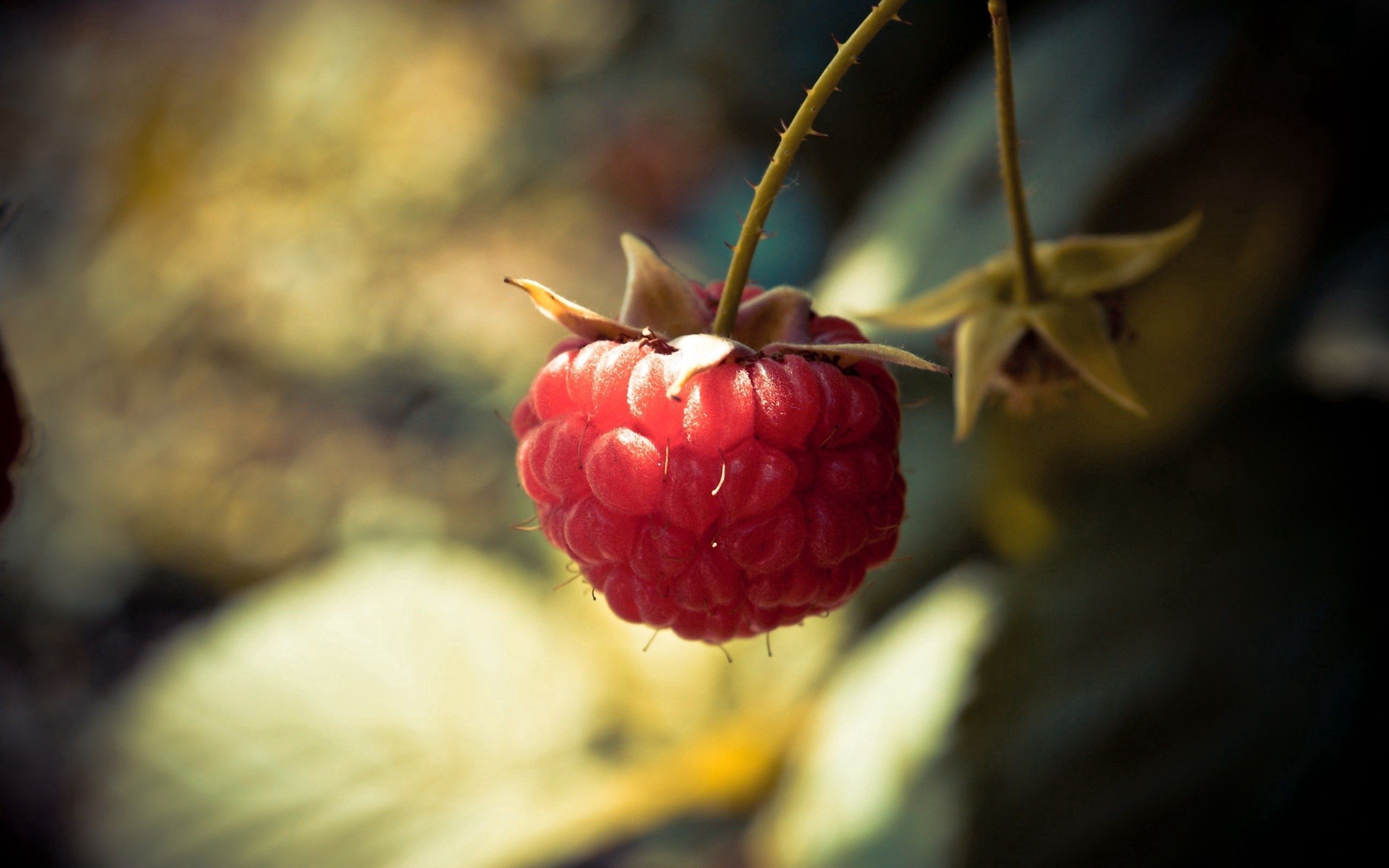 Download mobile wallpaper Macro, Branch, Leaf, Berry, Raspberry, Sheet for free.