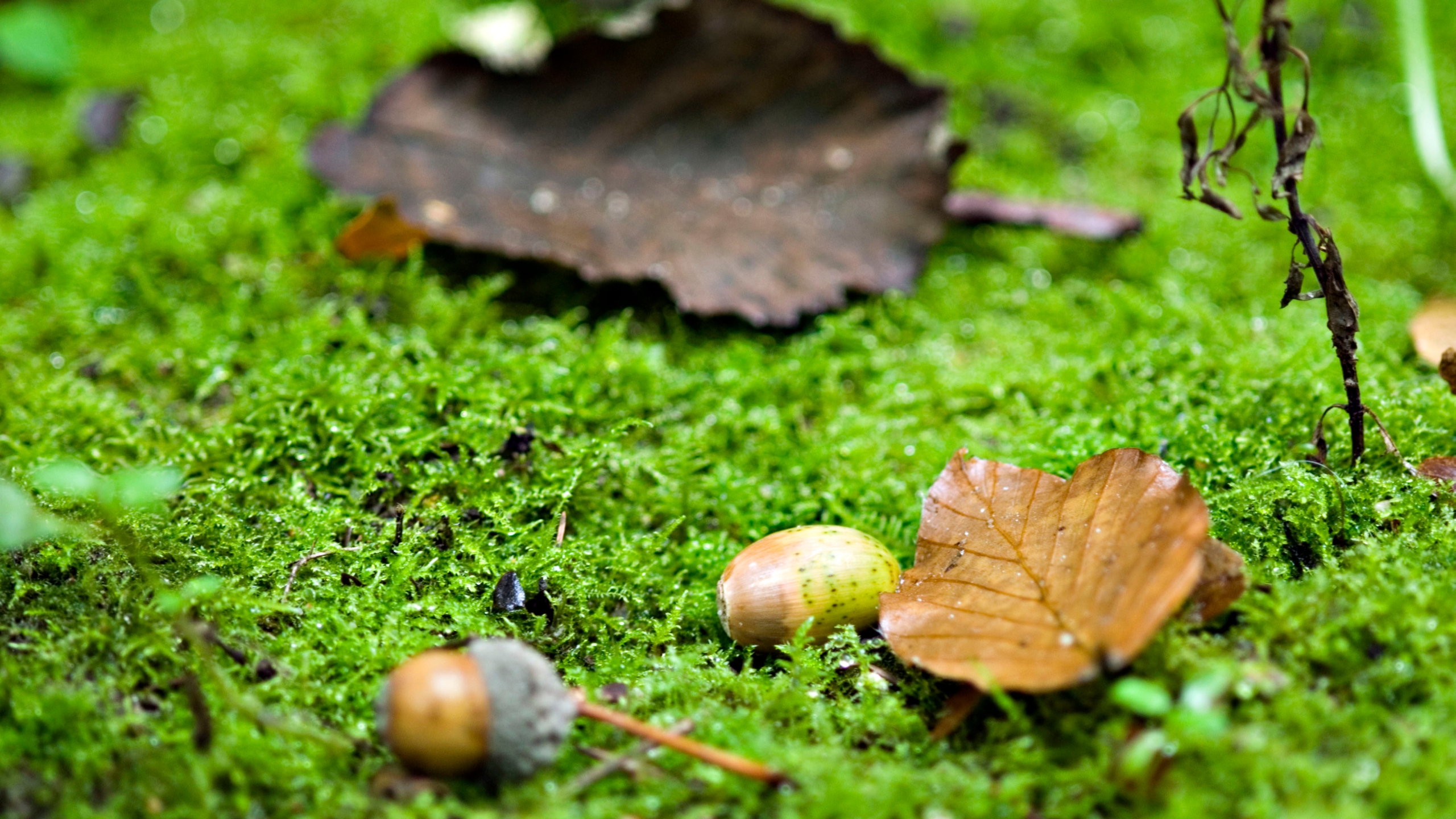 earth, acorn, leaf, plant
