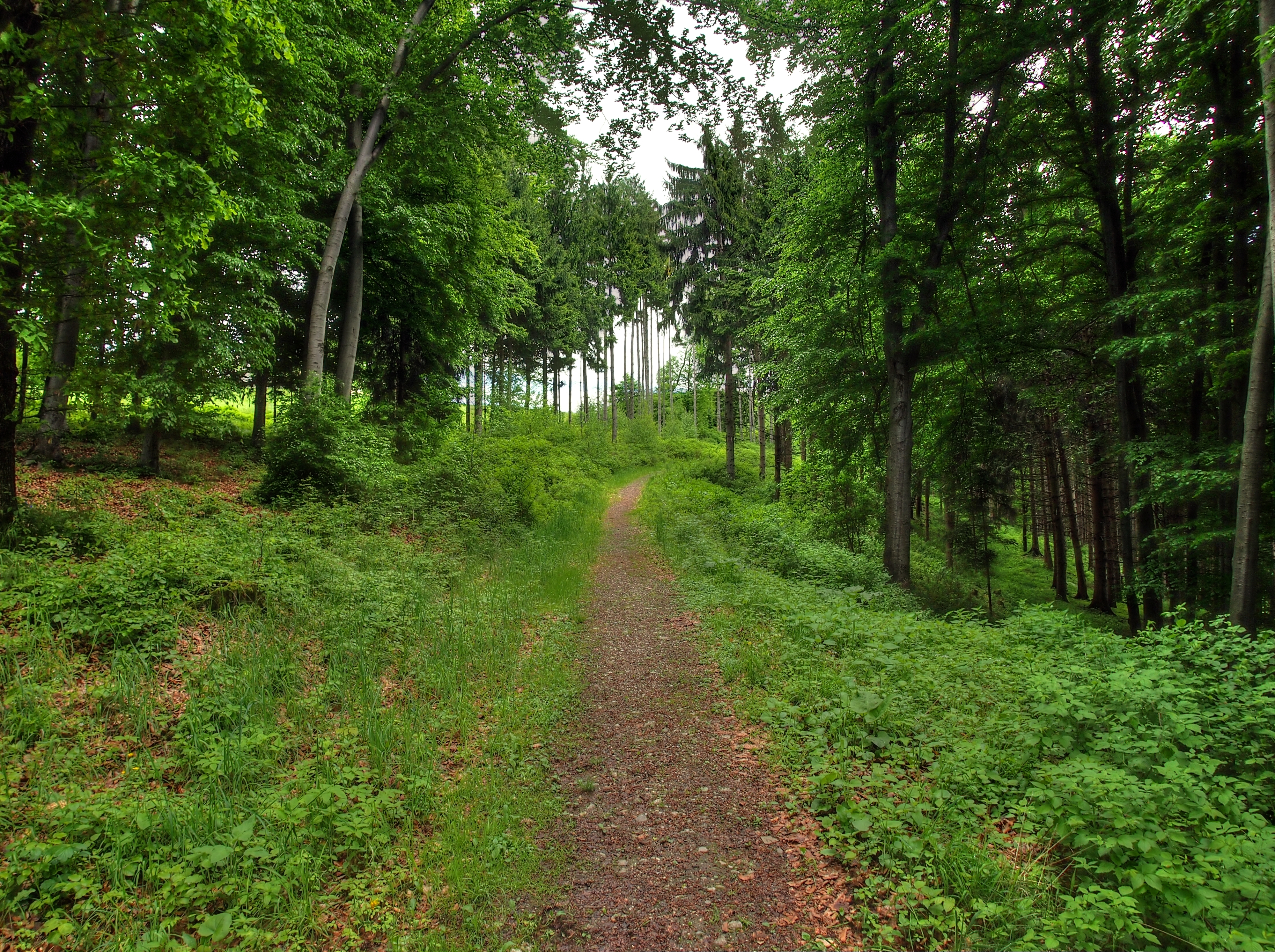 Download background landscape, nature, forest, path