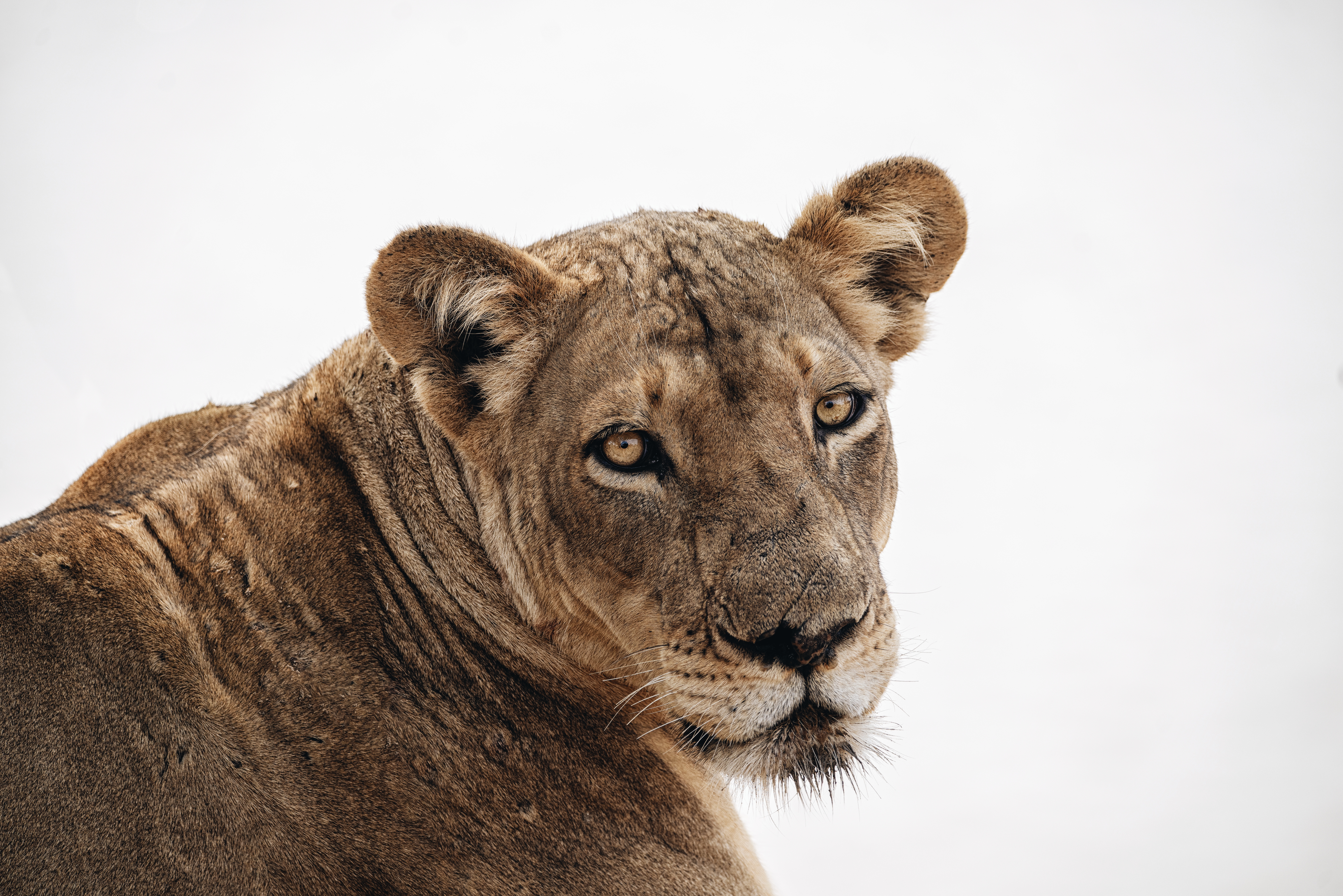 1537297 descargar imagen animales, león, leona, gatos: fondos de pantalla y protectores de pantalla gratis