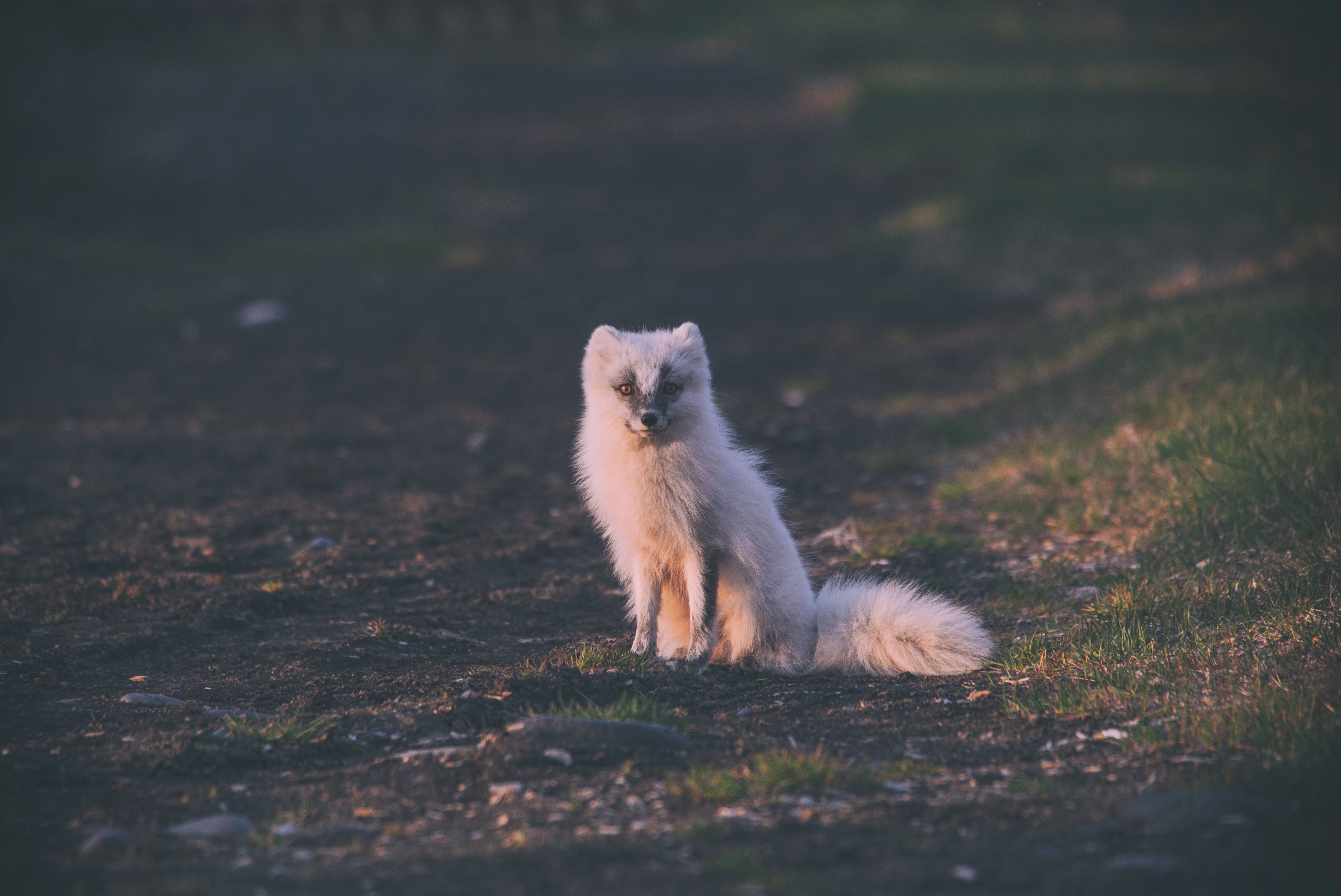 animals, is sitting, sits, arctic fox