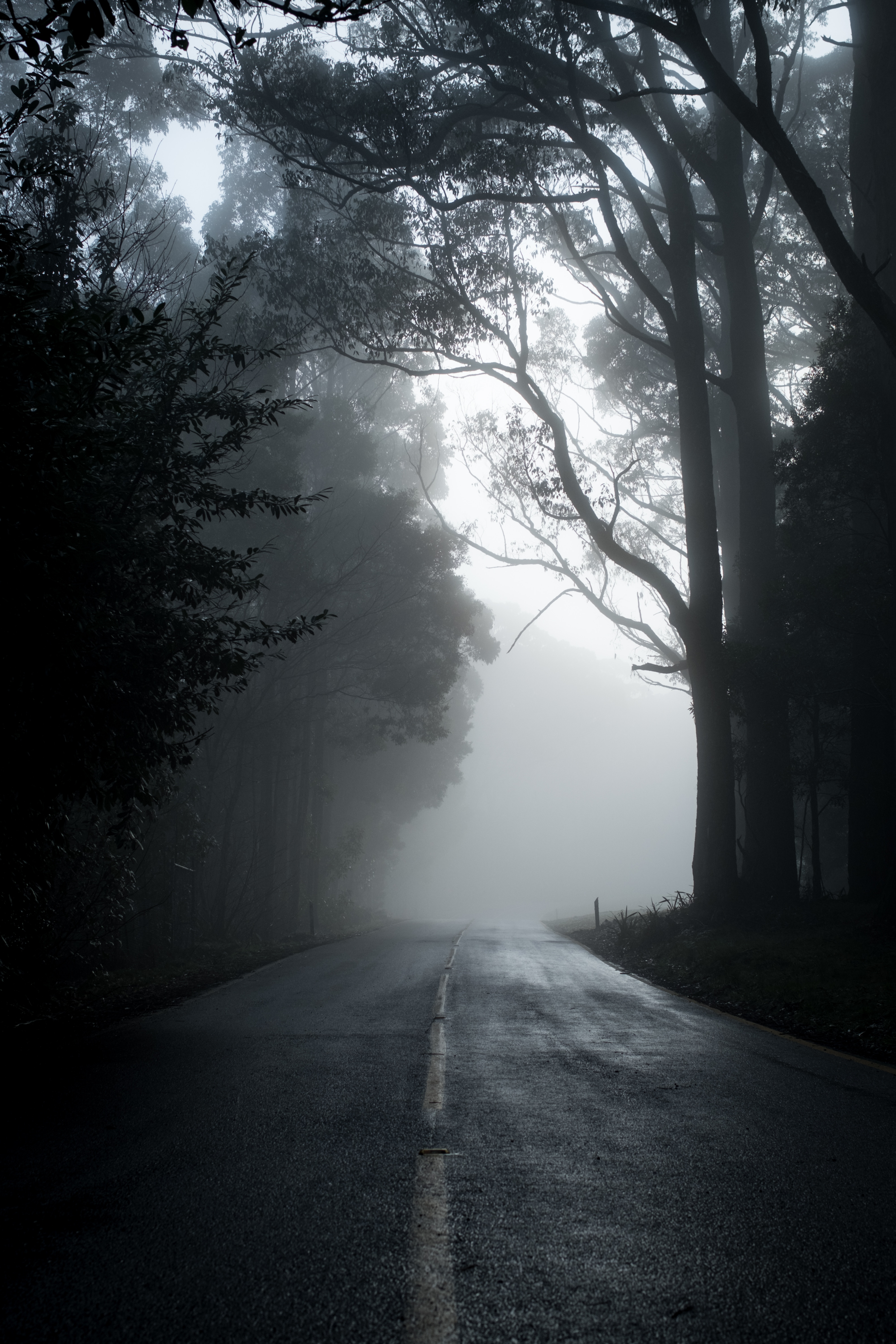fog, road, asphalt, void, trees, nature, emptiness