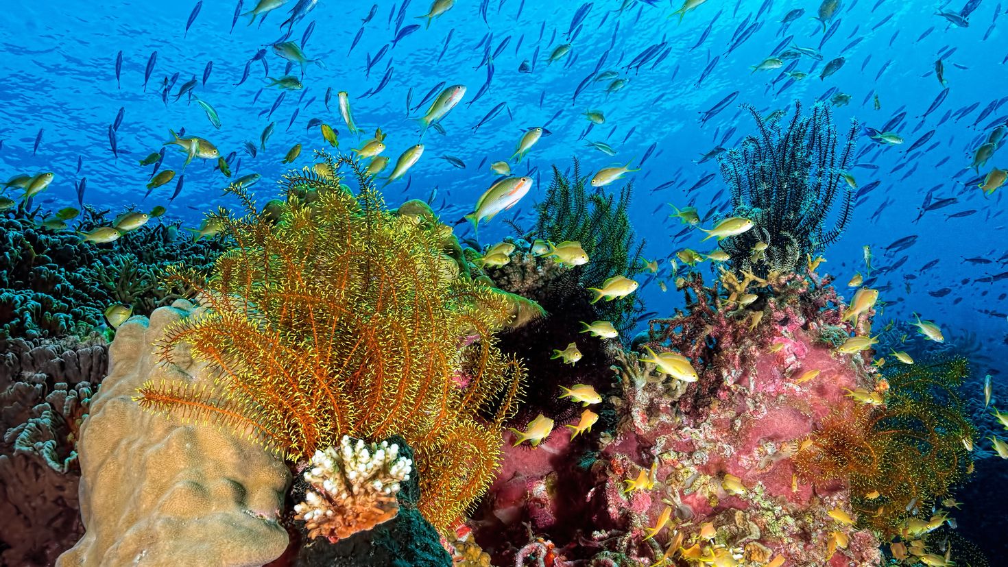 Жизнь морского океана. Рифы в океане. Атлантический океан коралловый риф. Кораллы водоросли индийского океана. Подводный мир черного моря.
