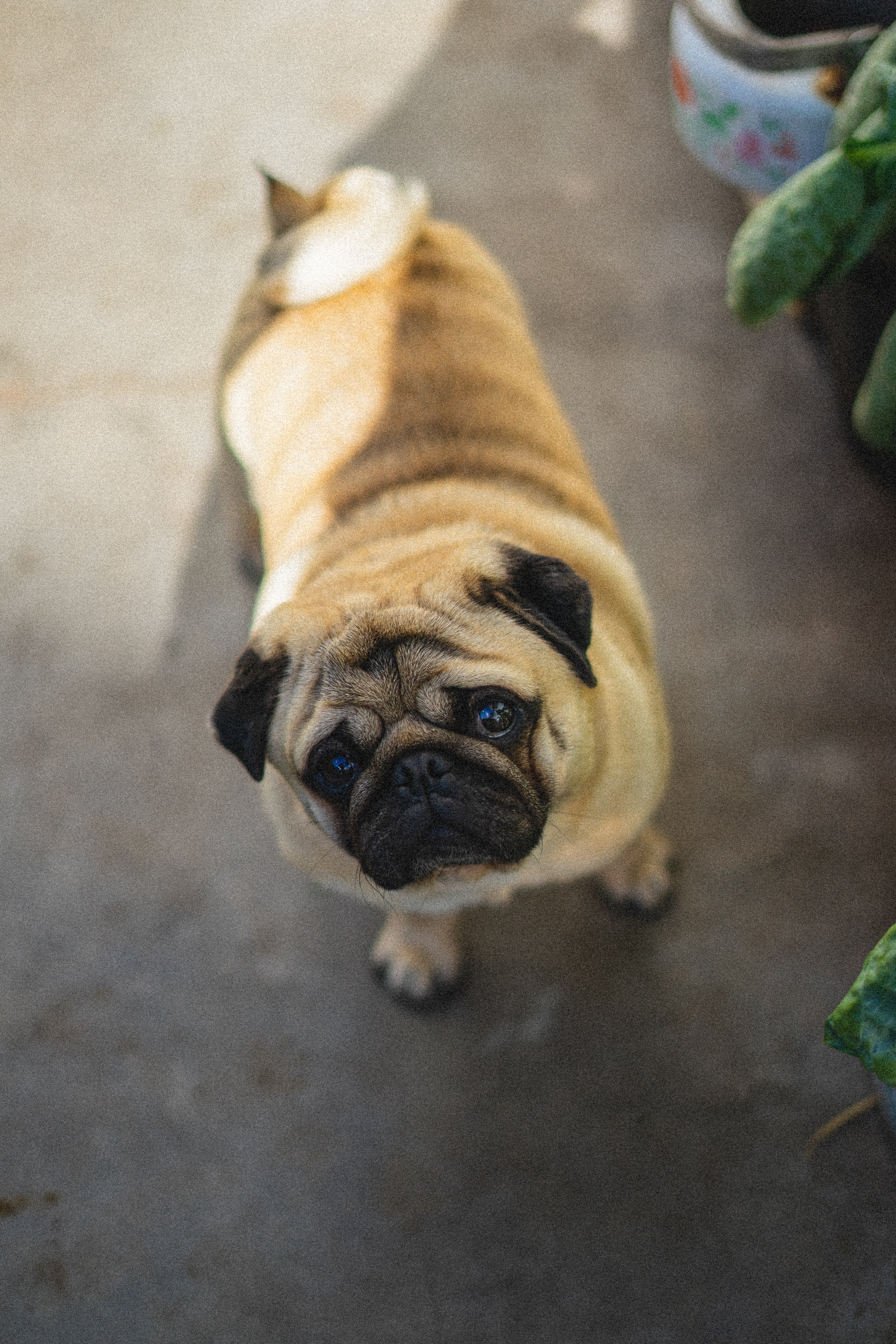 pug, animals, view from above, dog, nice, sweetheart