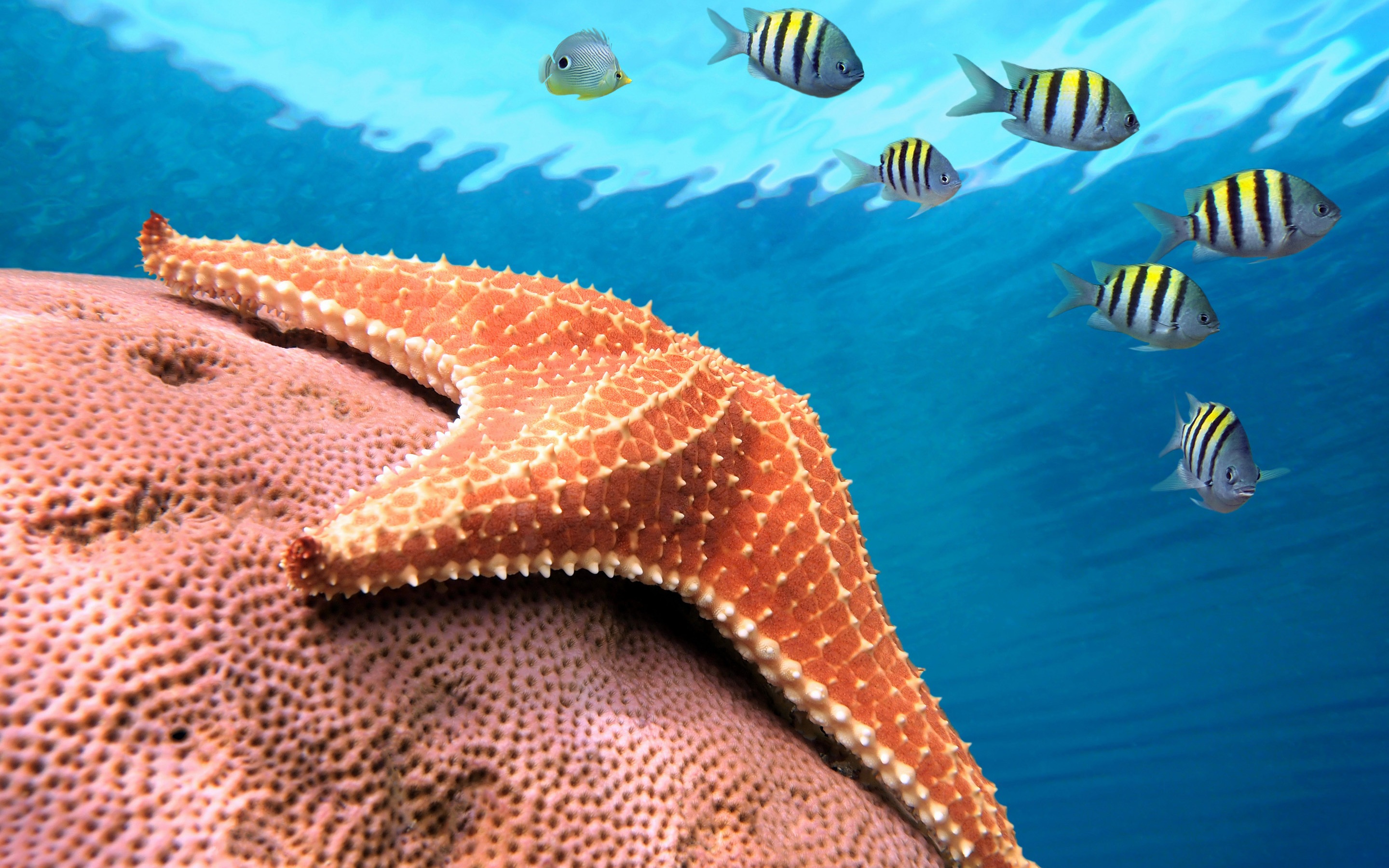 vertical wallpaper starfish, animal