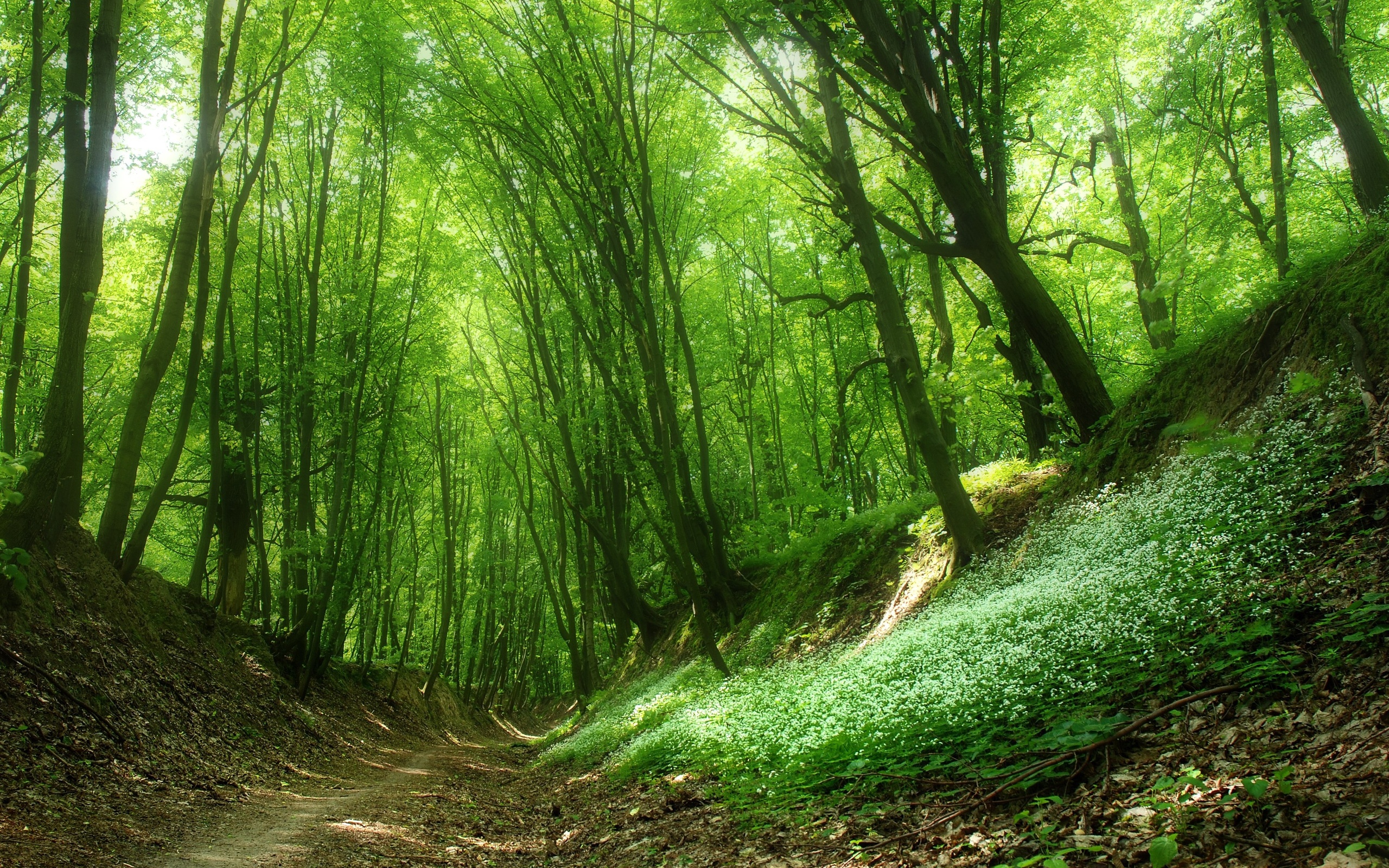 Green forest. Зеленый лес. Летний лес. Красивые зеленые леса. Лето в лесу.