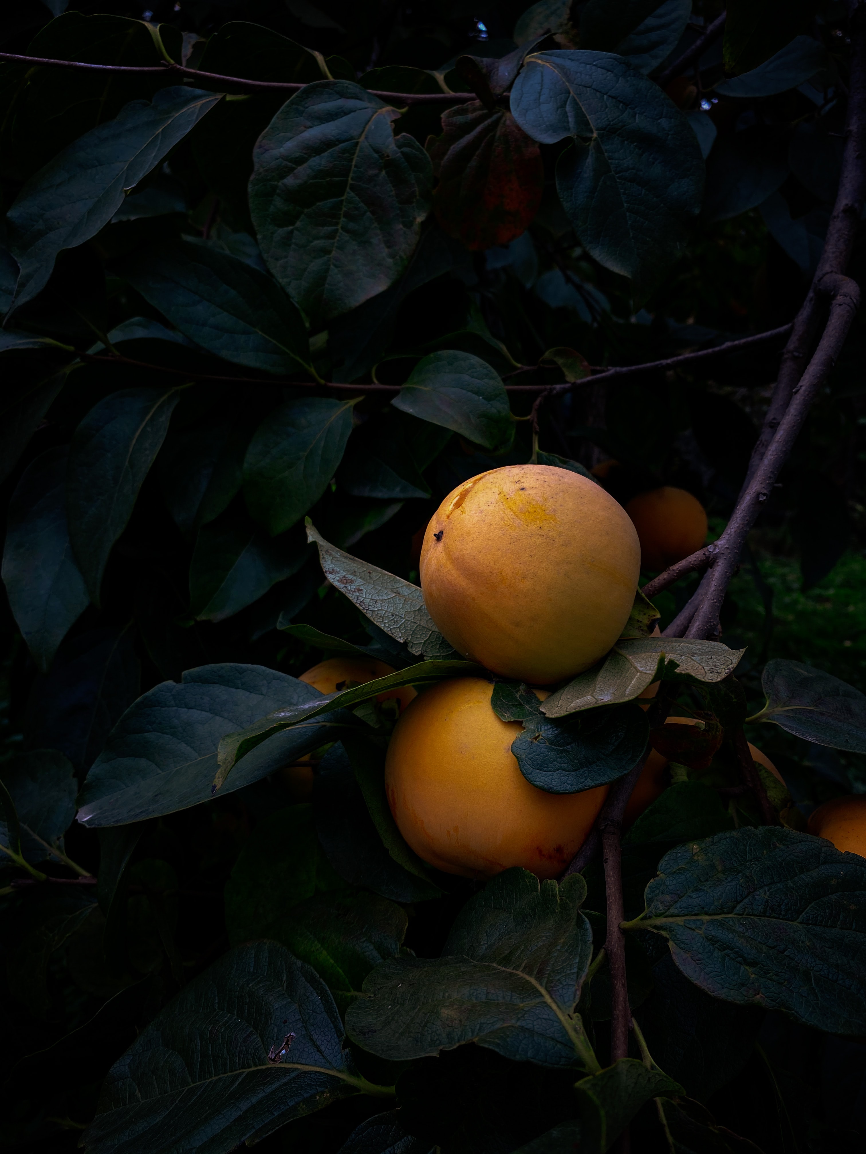 branch, leaves, quince, yellow, macro, fruit iphone wallpaper