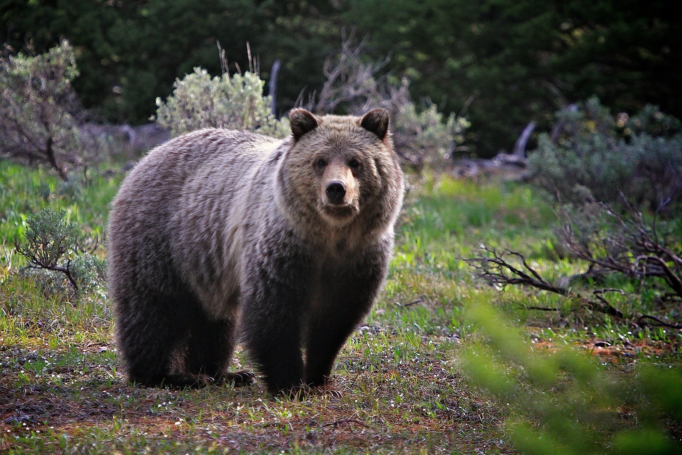 фотографии медведей в природе