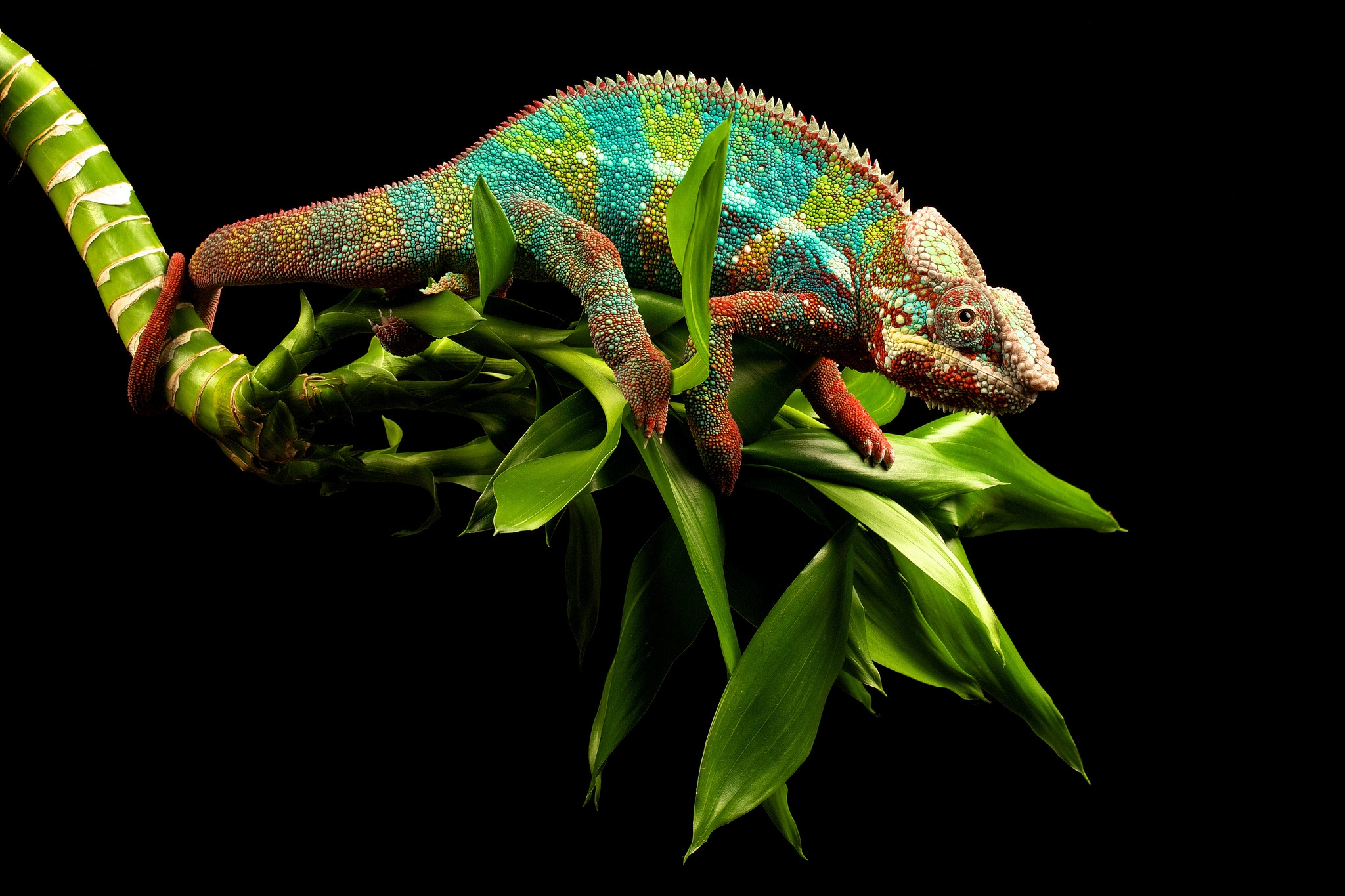 vertical wallpaper animals, chameleon, branches, reptile