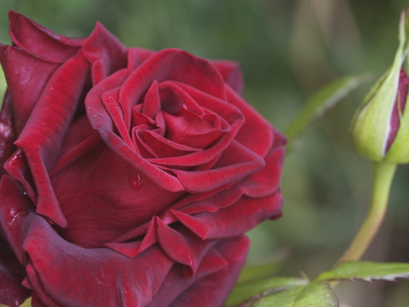 Handy-Wallpaper Roses, Blumen, Pflanzen kostenlos herunterladen.