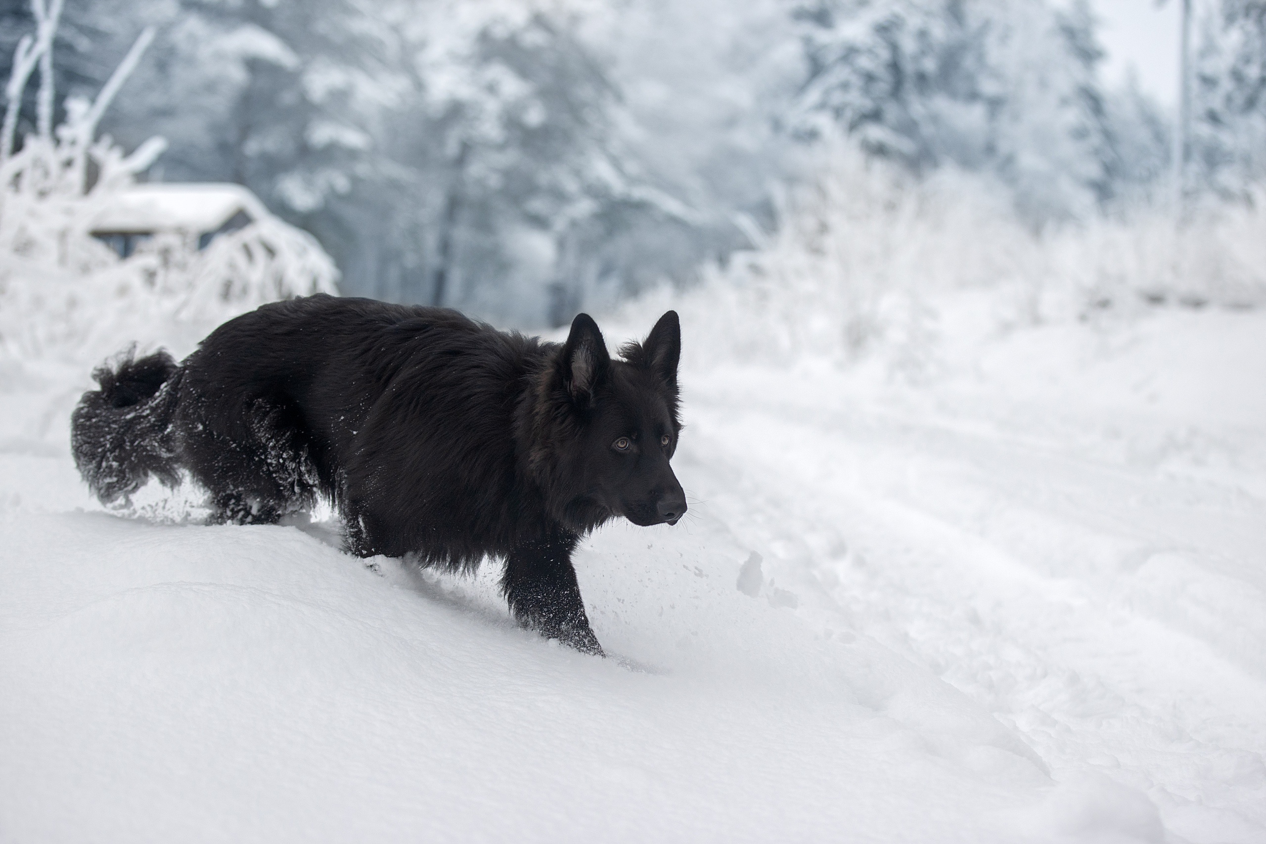 Черная собака на снегу