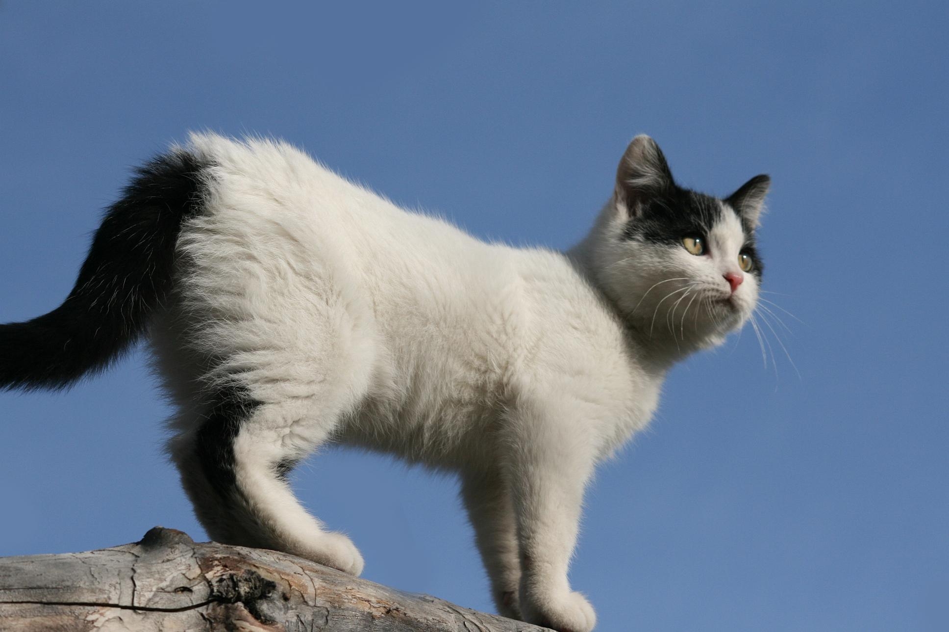animals, sky, kitty, kitten, spotted, spotty, stroll, climb mobile wallpaper