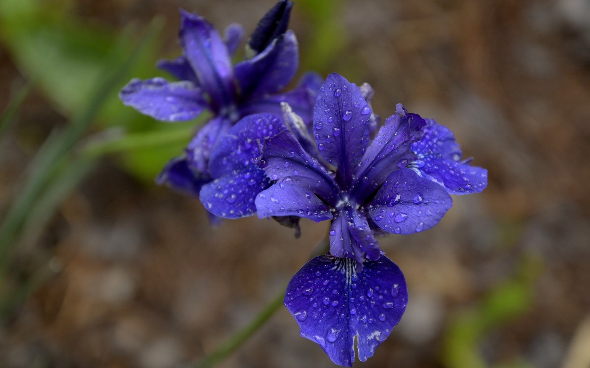 318361 descargar fondo de pantalla tierra/naturaleza, iris, flores: protectores de pantalla e imágenes gratis