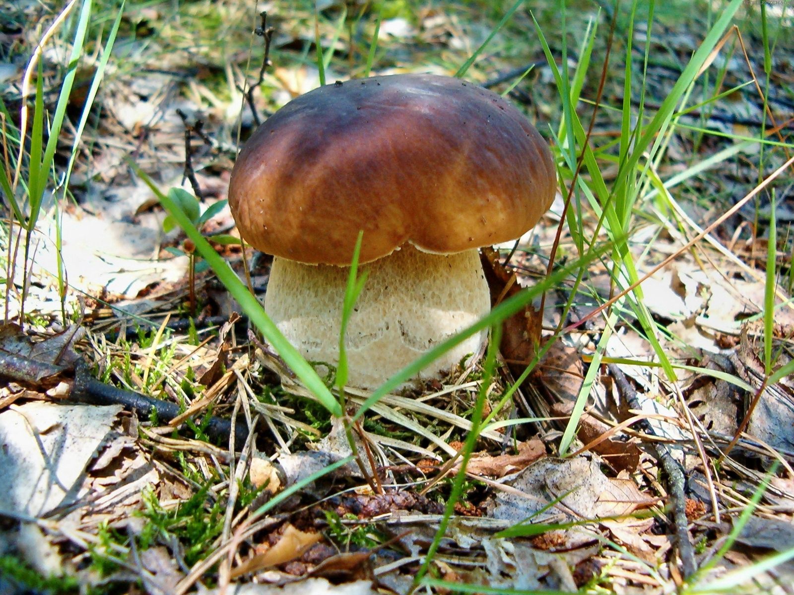 nature, grass, leaves, land, earth, white mushroom Smartphone Background