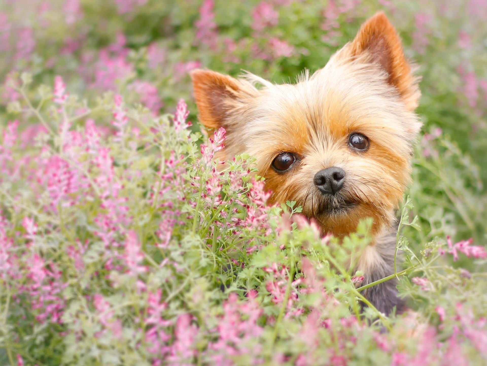 Handy-Wallpaper Yorkshire Terrier, Hündchen, Schnauze, Welpen, Tiere, Blumen kostenlos herunterladen.