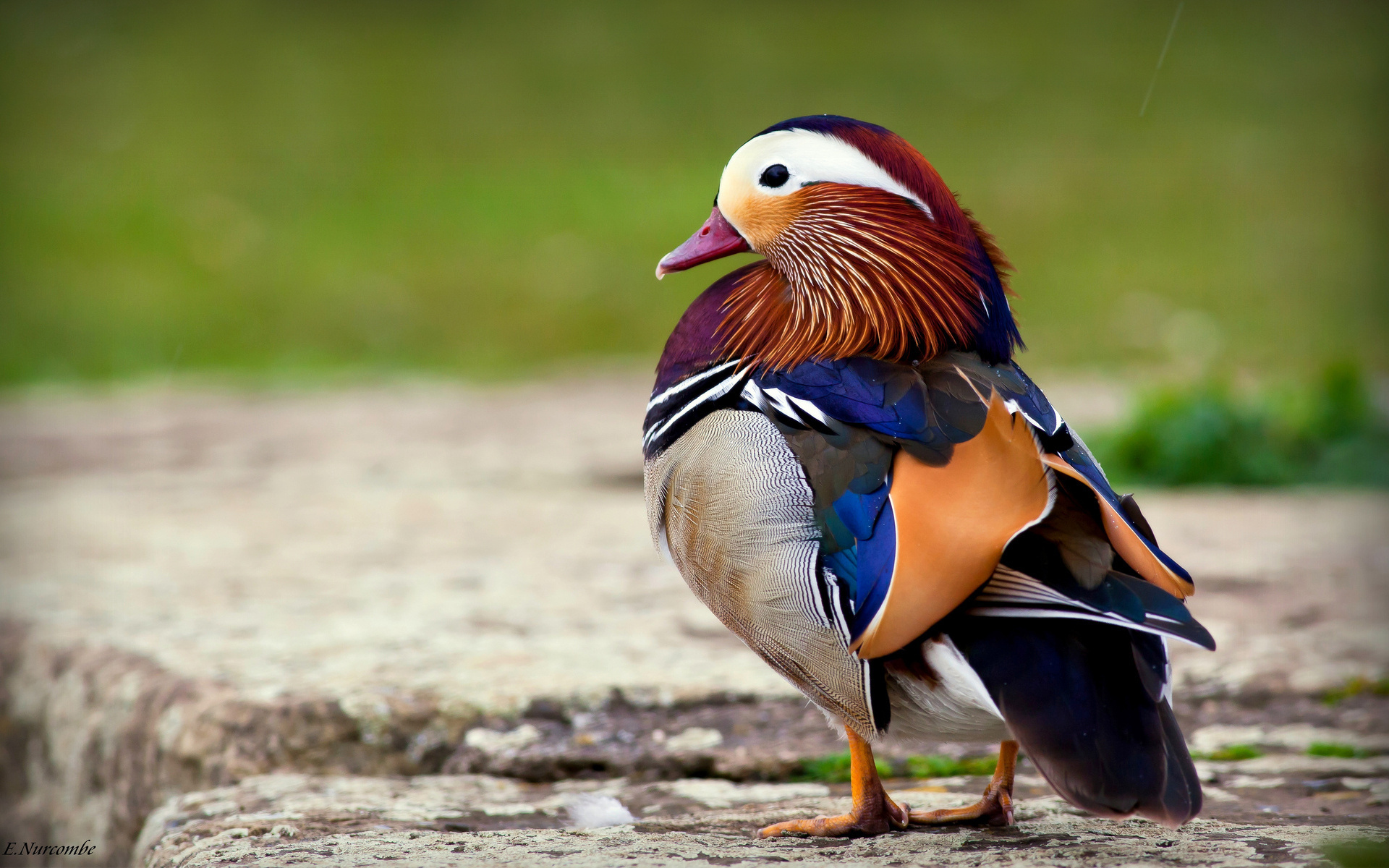 A 4K ultra HD mobile wallpaper showcasing a vibrant and exotic Mandarin  Duck, with its striking and colorful plumage, gliding serenely on a calm  lake, reflecting its beauty