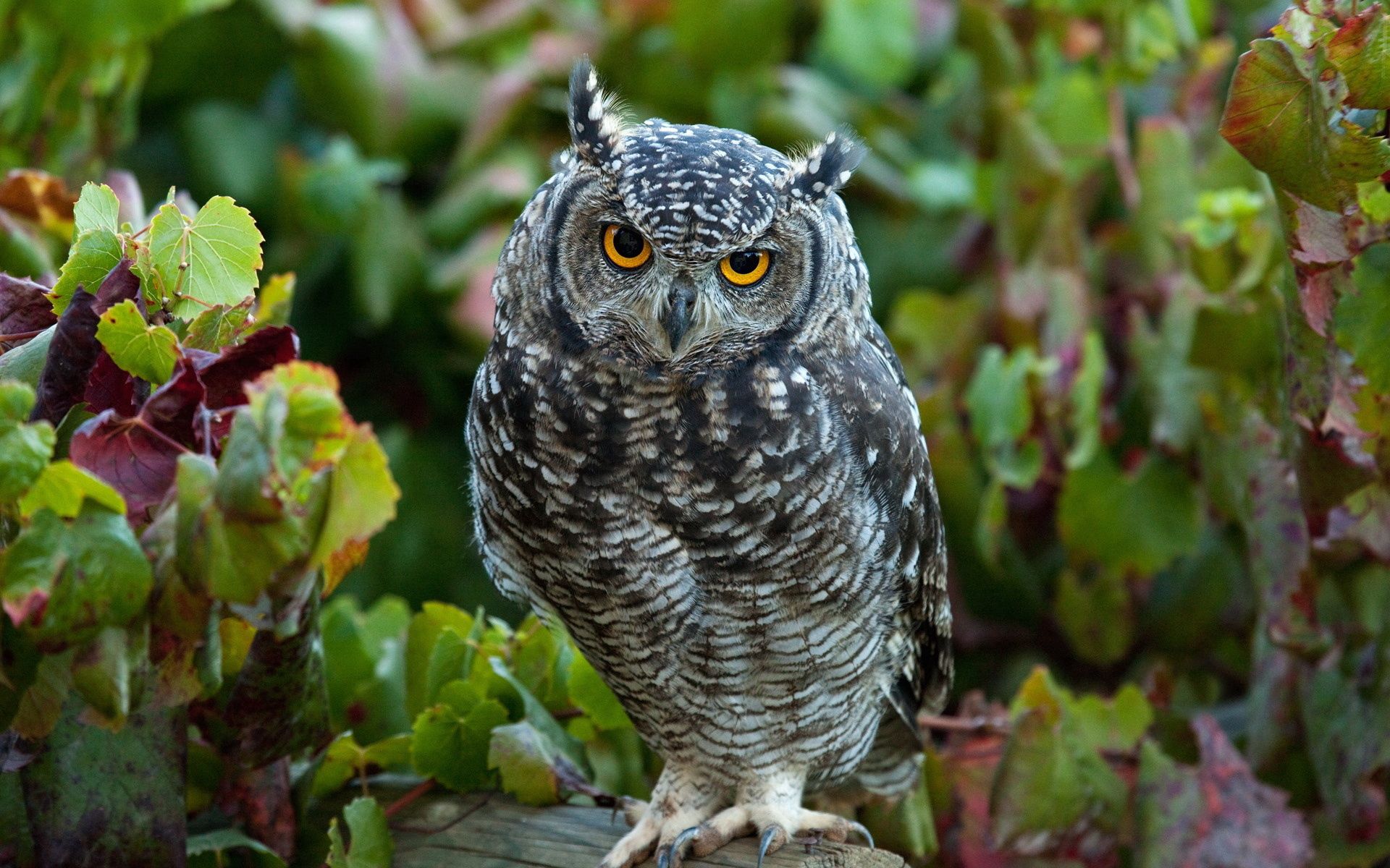 owl, animals, grass, leaves, bird, predator HD wallpaper