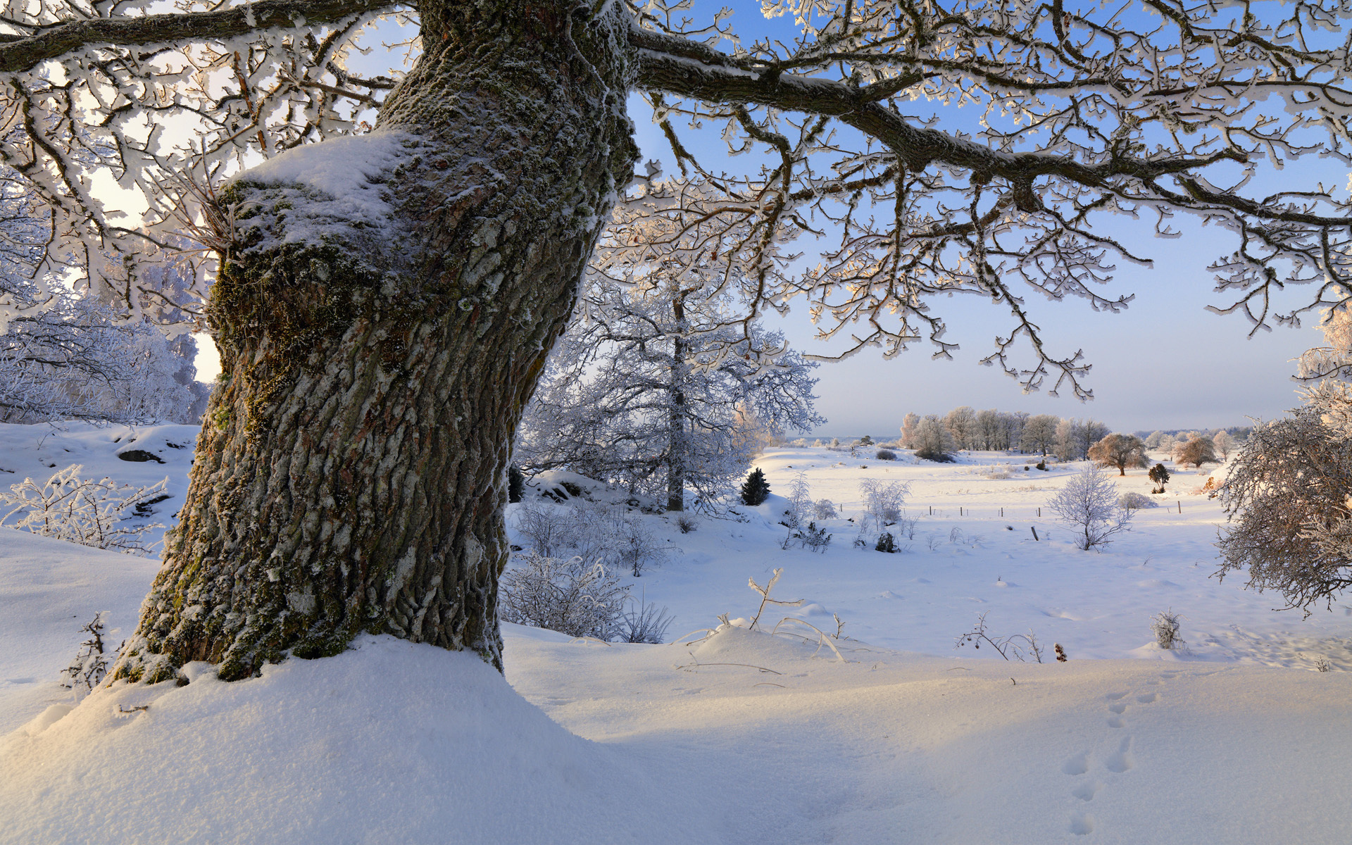 sweden, earth, tree, snow, winter, trees wallpapers for tablet