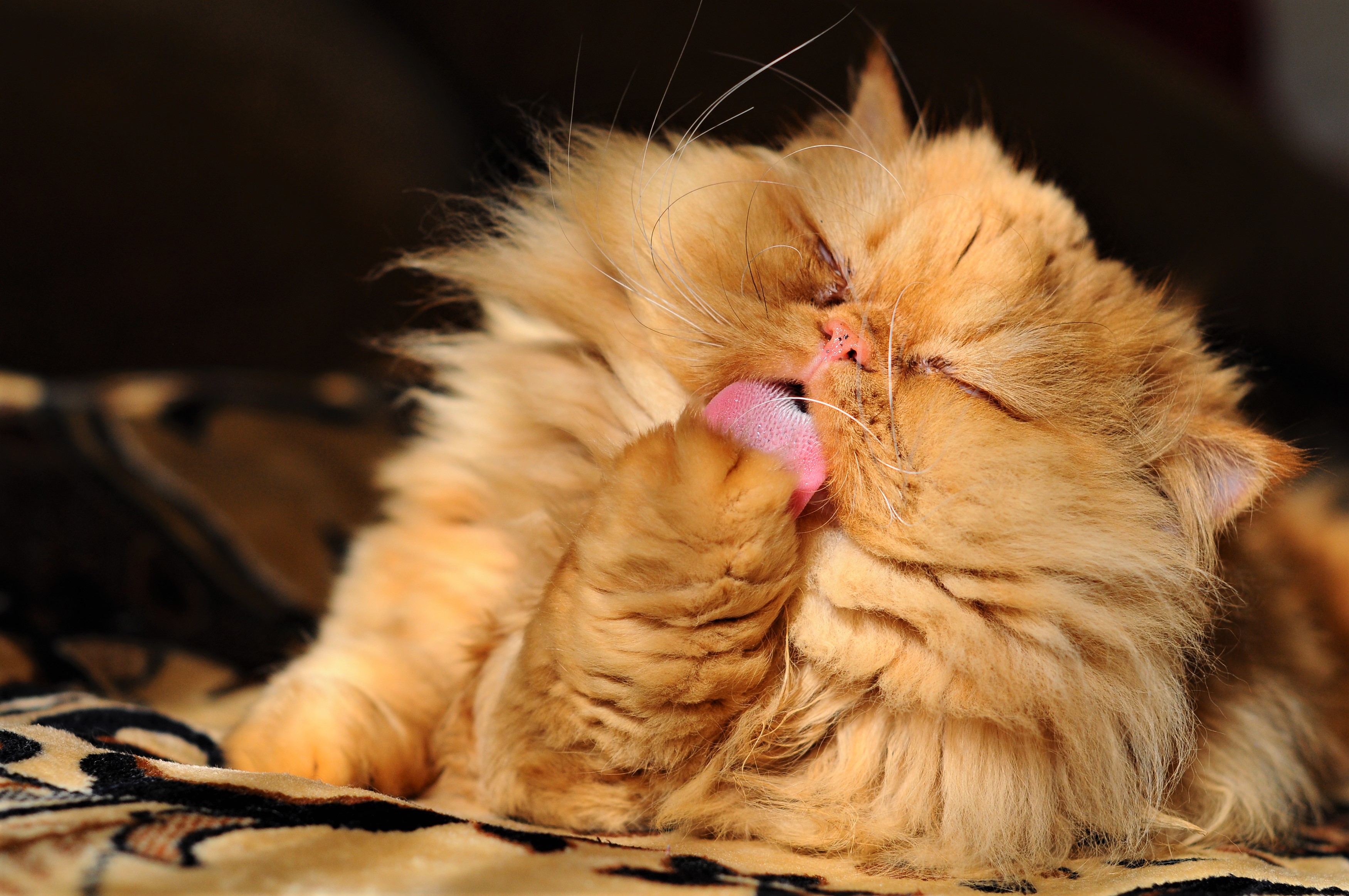animal, cat, persian cat, cats High Definition image