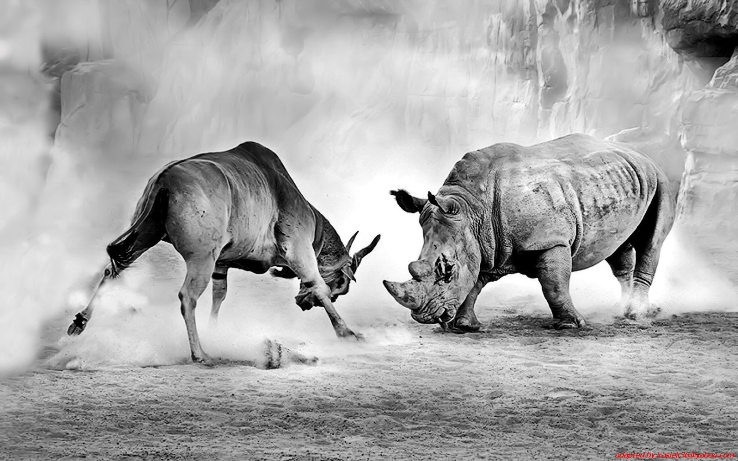 289941 скачать обои животные, носорог - заставки и картинки бесплатно