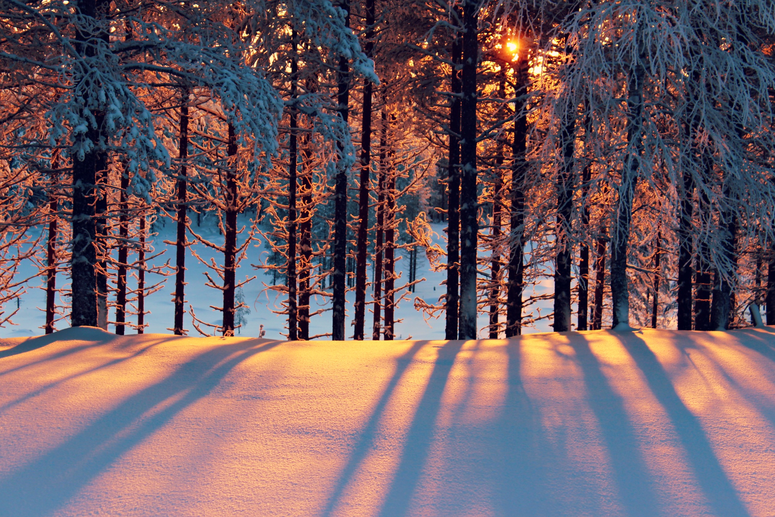 Зима лес солнце