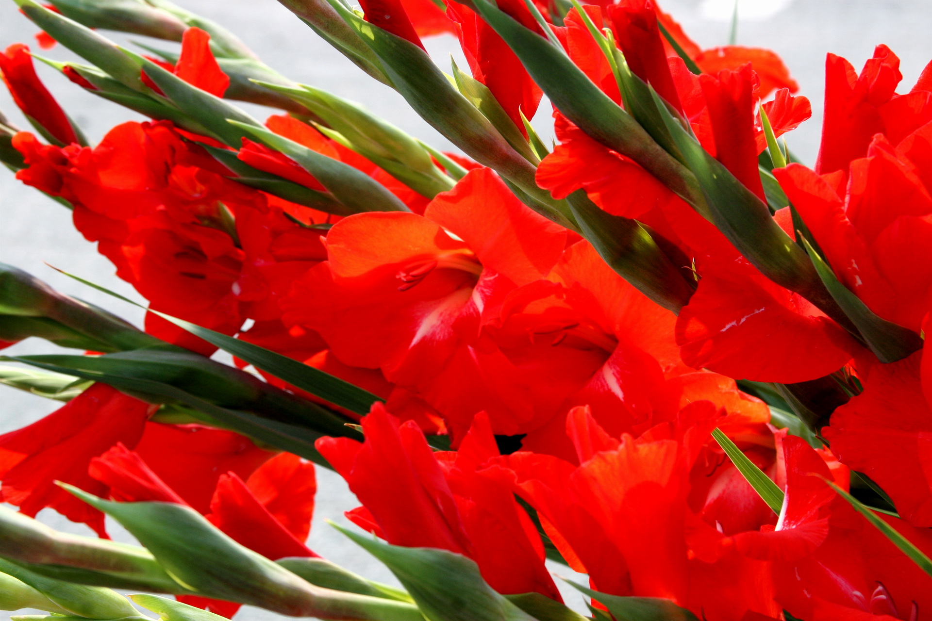 gladiolus, earth, flower, red flower, flowers