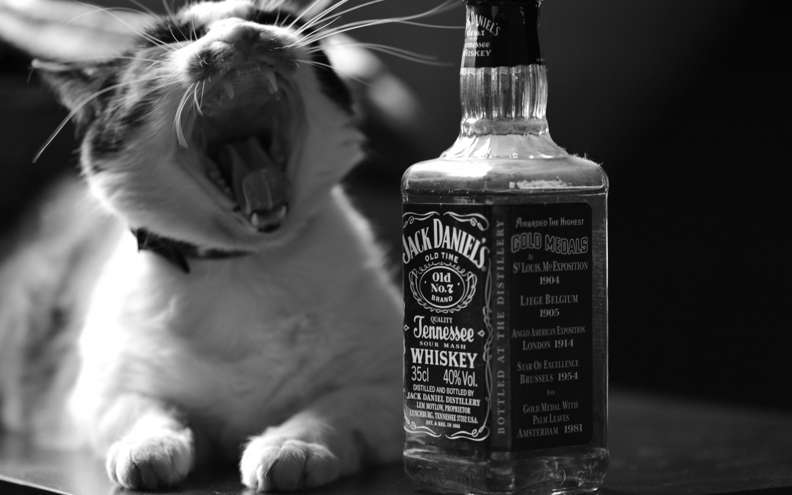 Джек Дэниэлс виски и кот