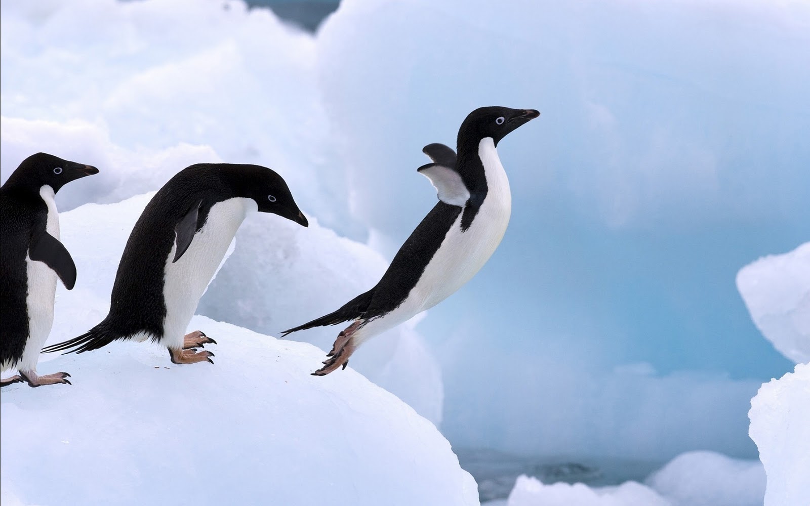 Пингвины Амели