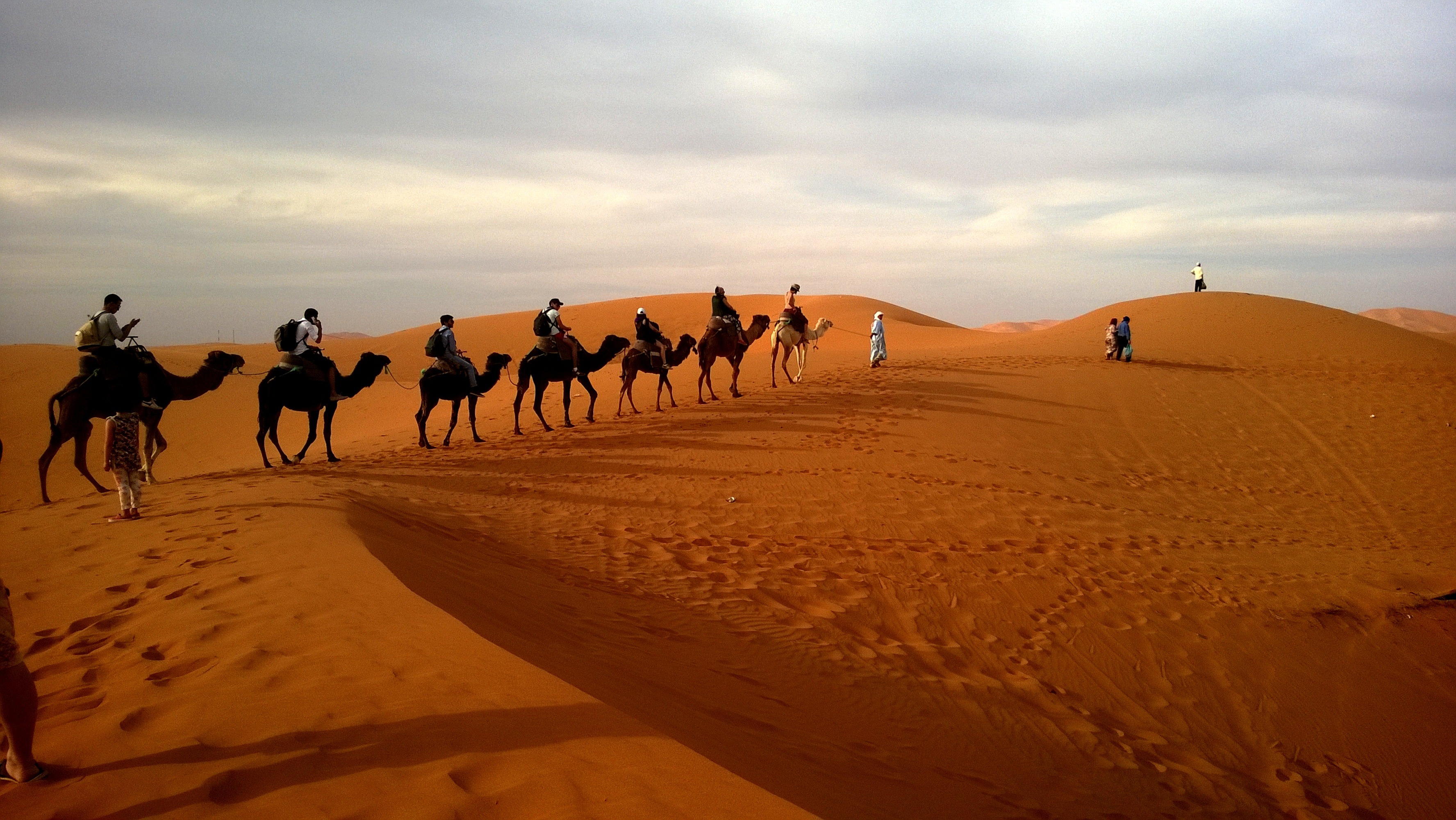 130588 скачать картинку пустыня, животные, верблюды, сафари, дюна, караван - обои и заставки бесплатно