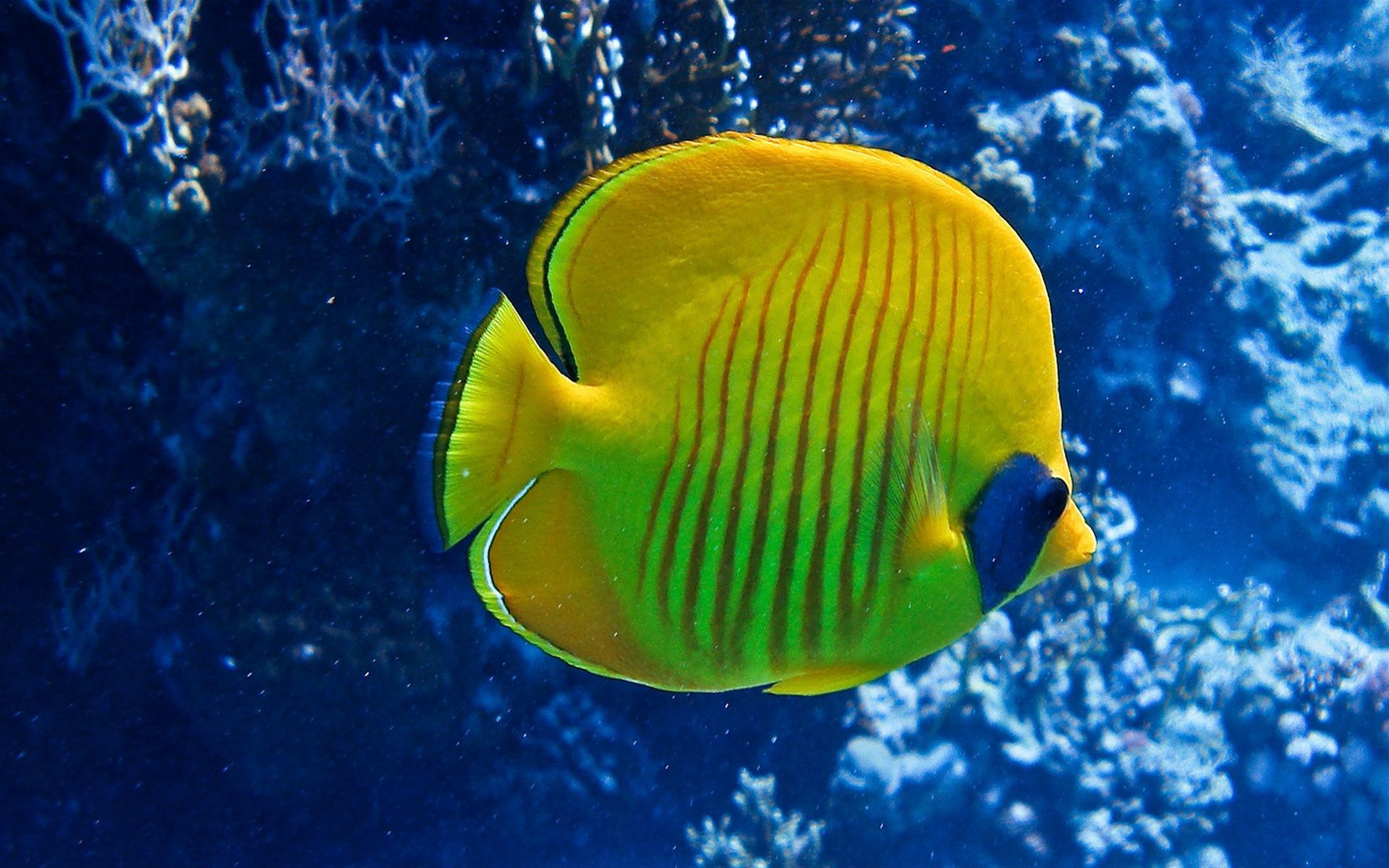 underwater world, animals, striped, to swim, swim, fish Smartphone Background