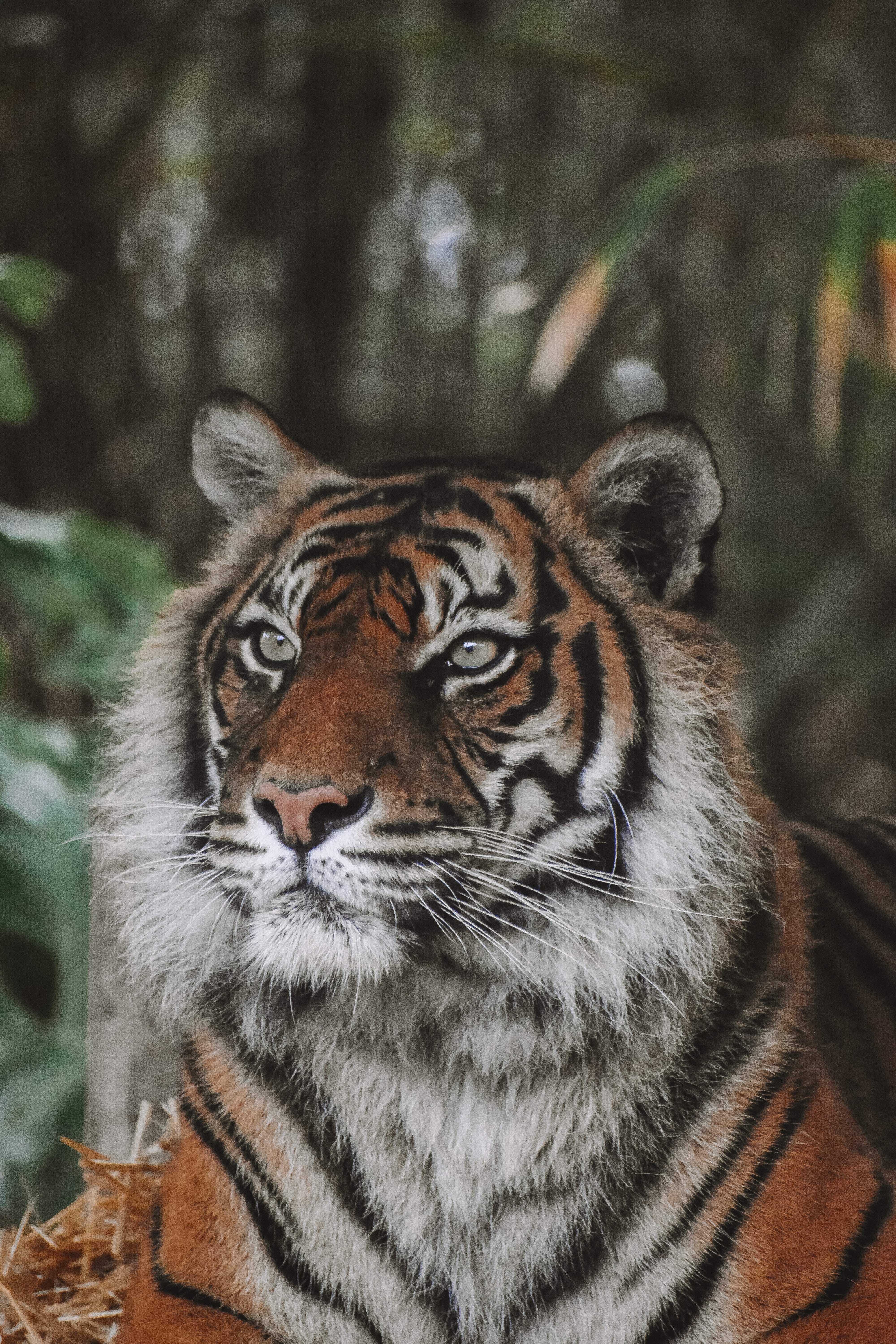 Download mobile wallpaper Tiger, Animals, Predator, Animal, Big Cat, Wildlife for free.