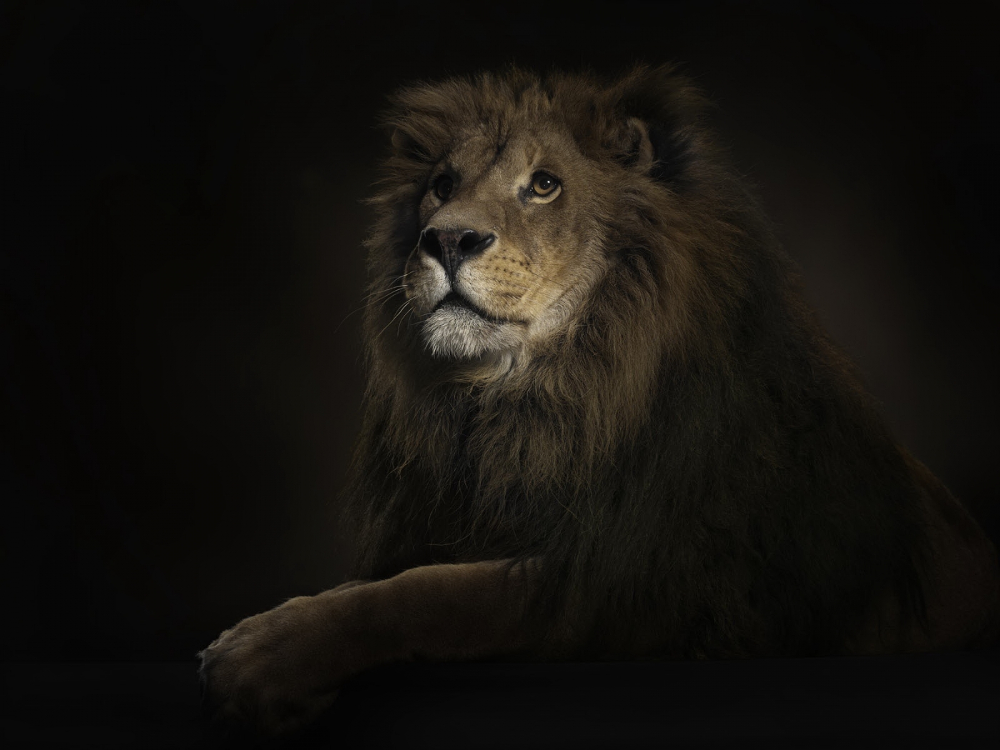 HD wallpaper lions, black, animals