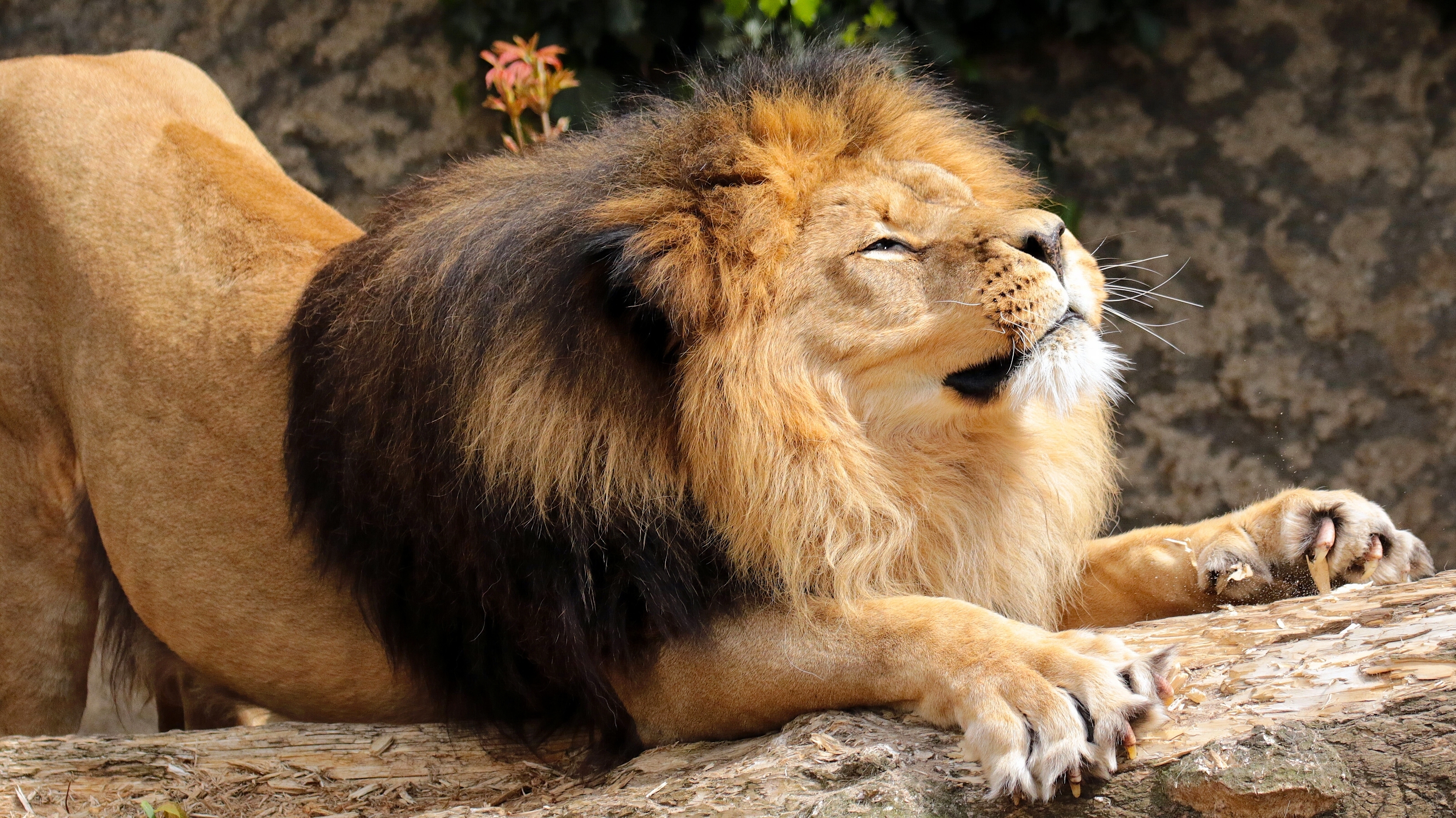 134184 baixar imagens animais, leão, um leão, predator, predador, juba, alongamento, esticar - papéis de parede e protetores de tela gratuitamente