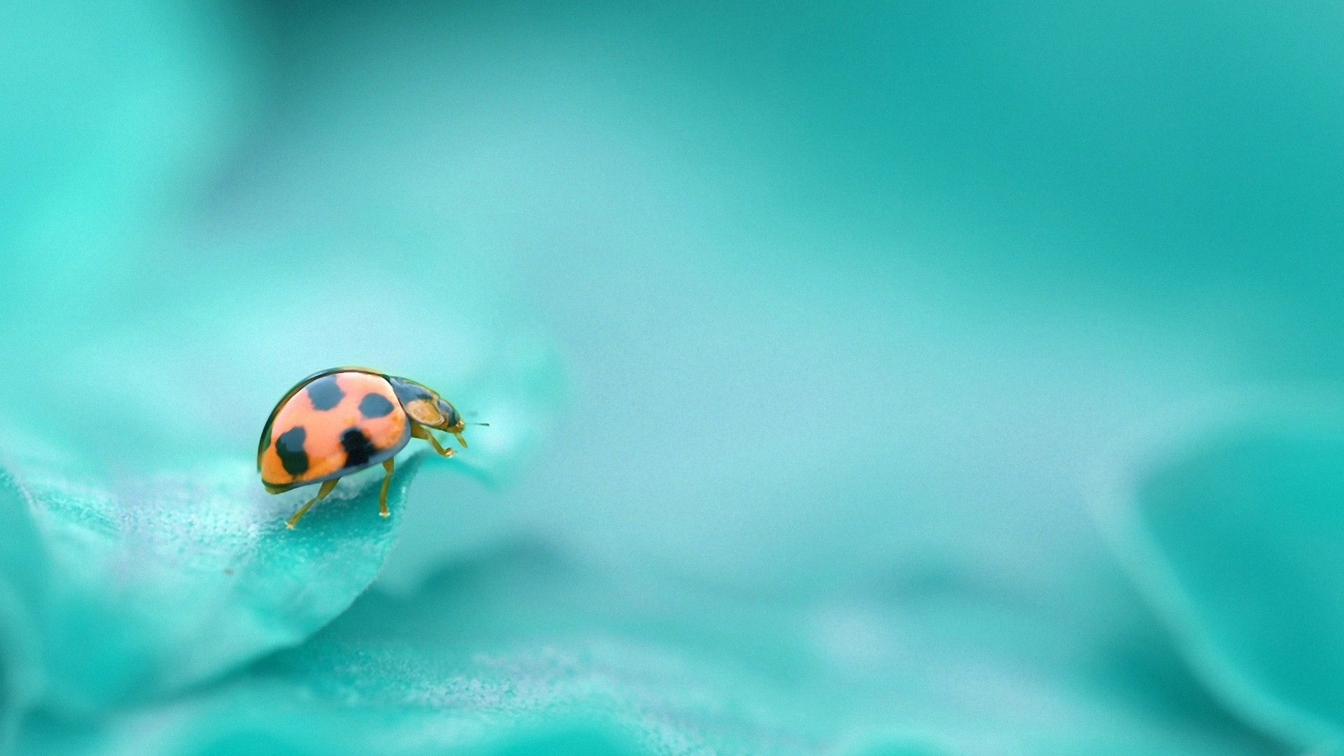 Download mobile wallpaper Crawl, Ladybug, Macro, Sheet, Insect, Cow, God's, Leaf, God for free.