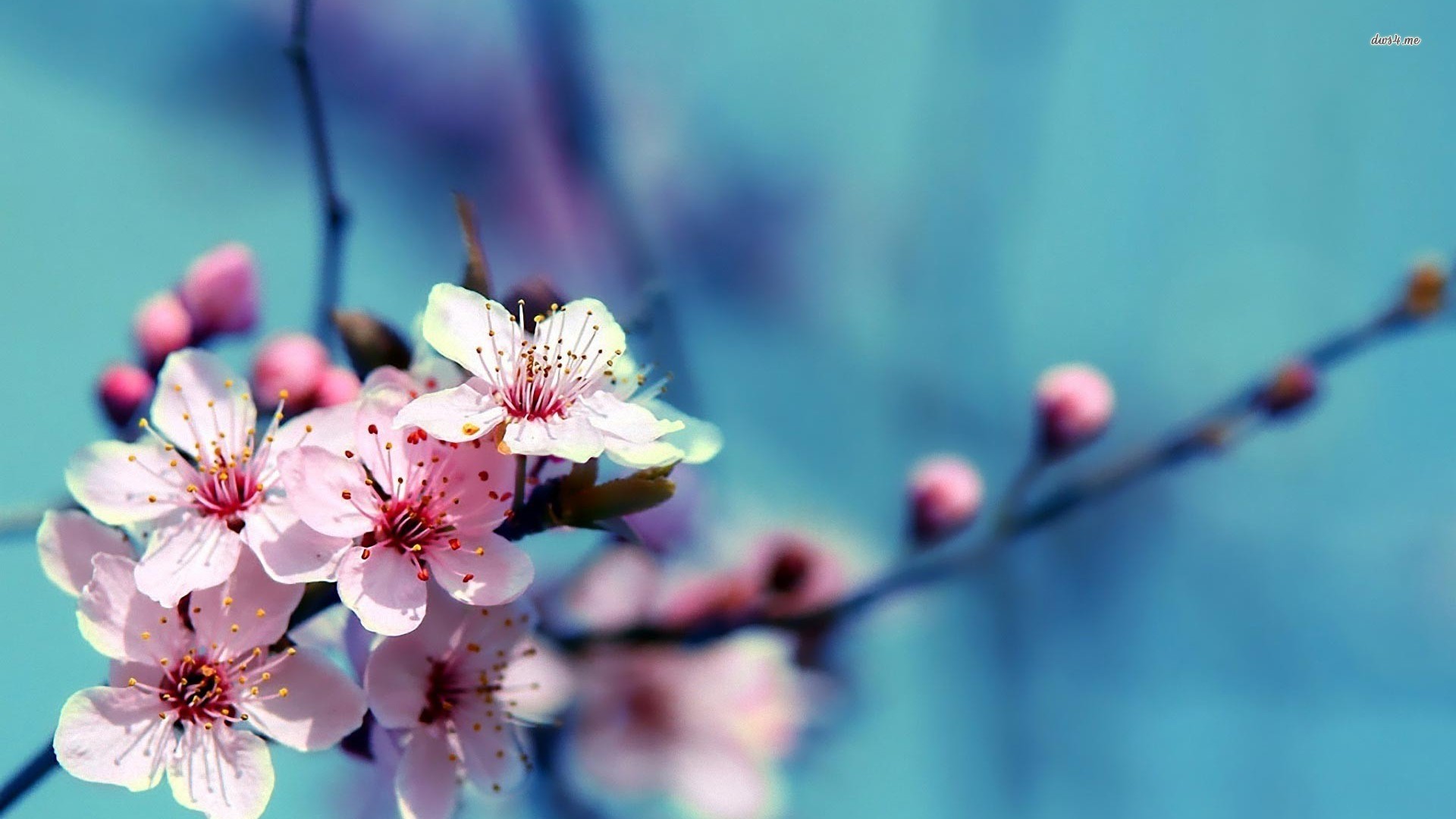 картинки на заставку телефона весна природа