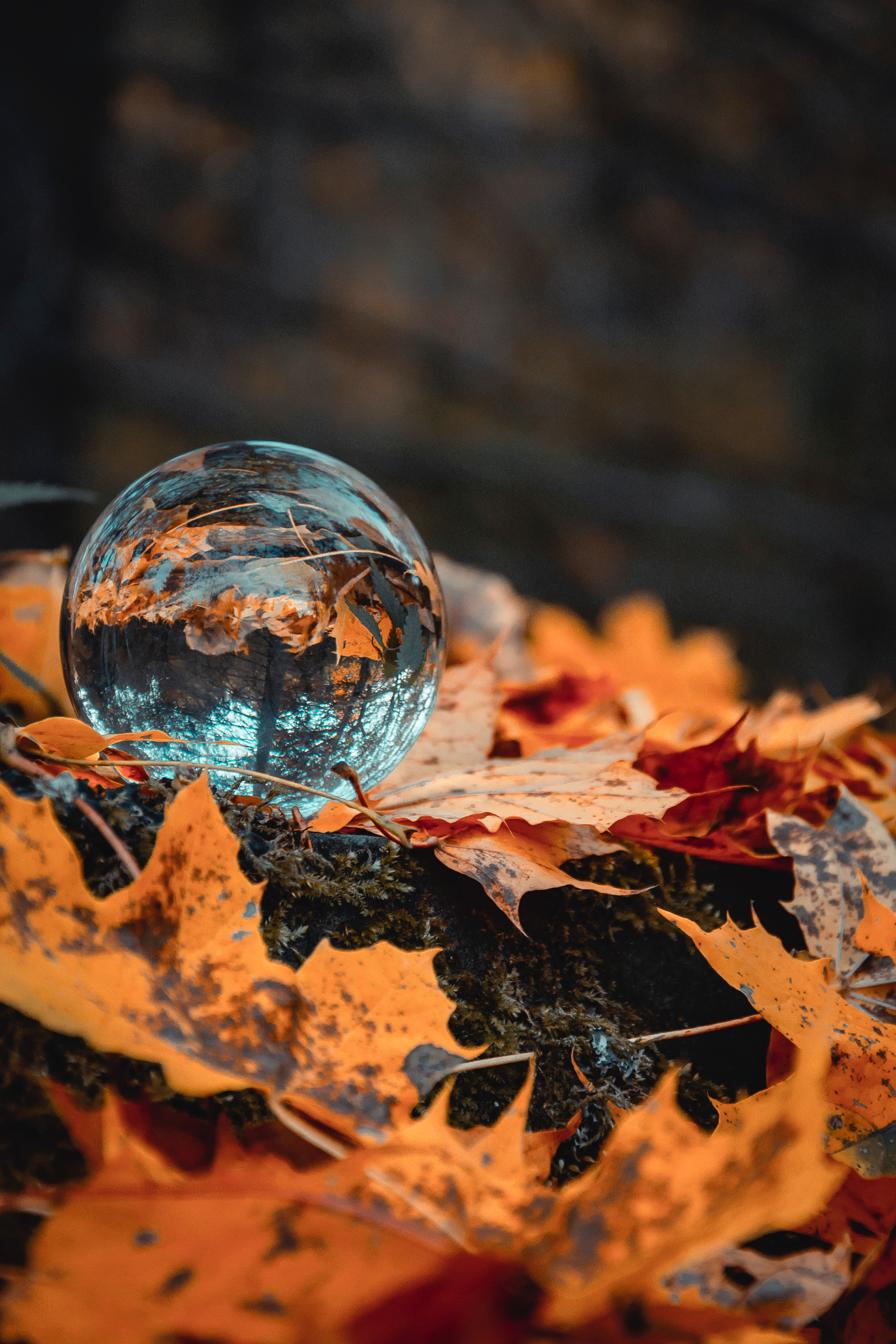 ball, glass, macro, autumn, reflection, foliage
