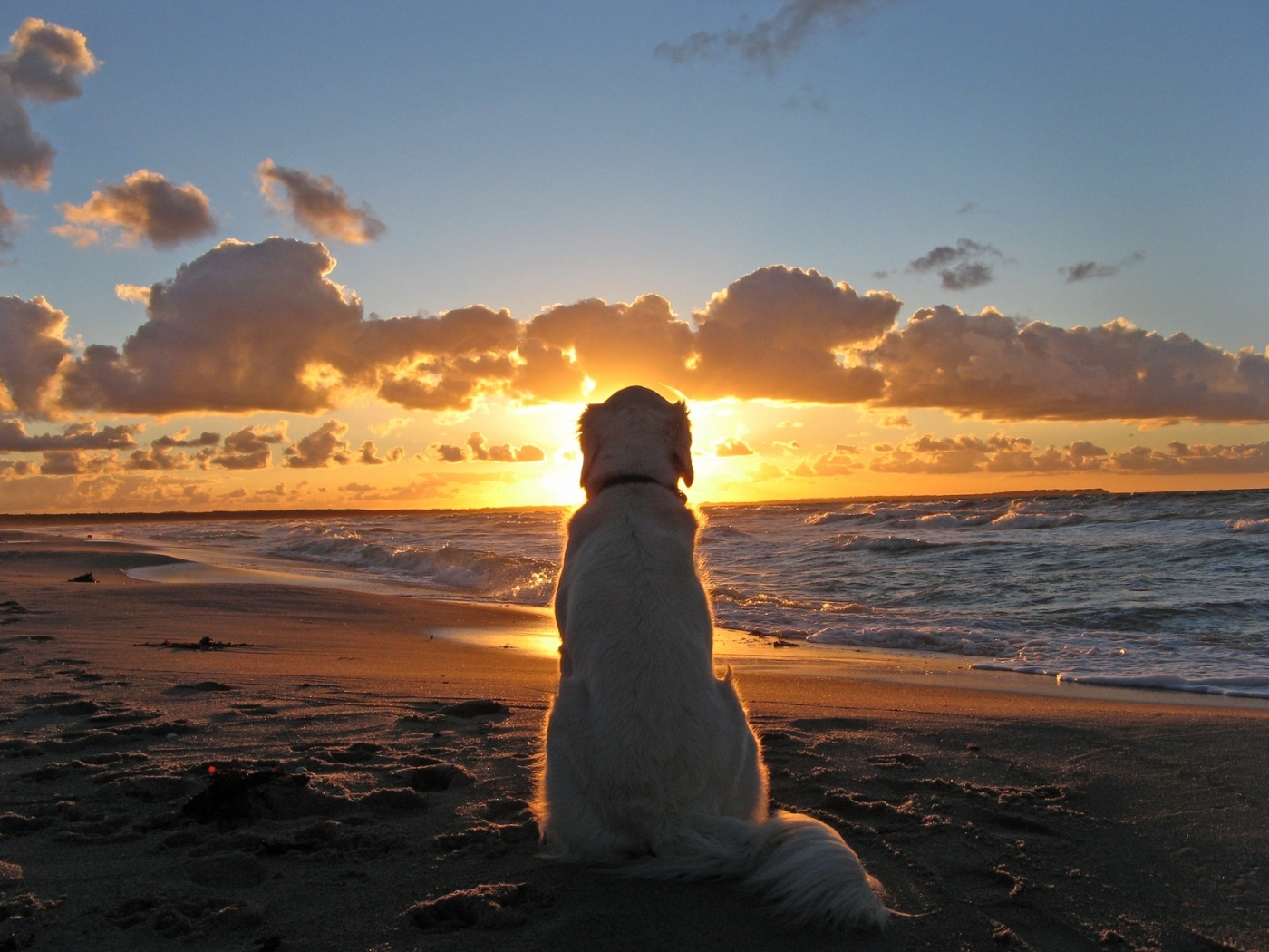 24775 Hintergrundbild herunterladen hunde, tiere, landschaft, sea, sun, strand - Bildschirmschoner und Bilder kostenlos