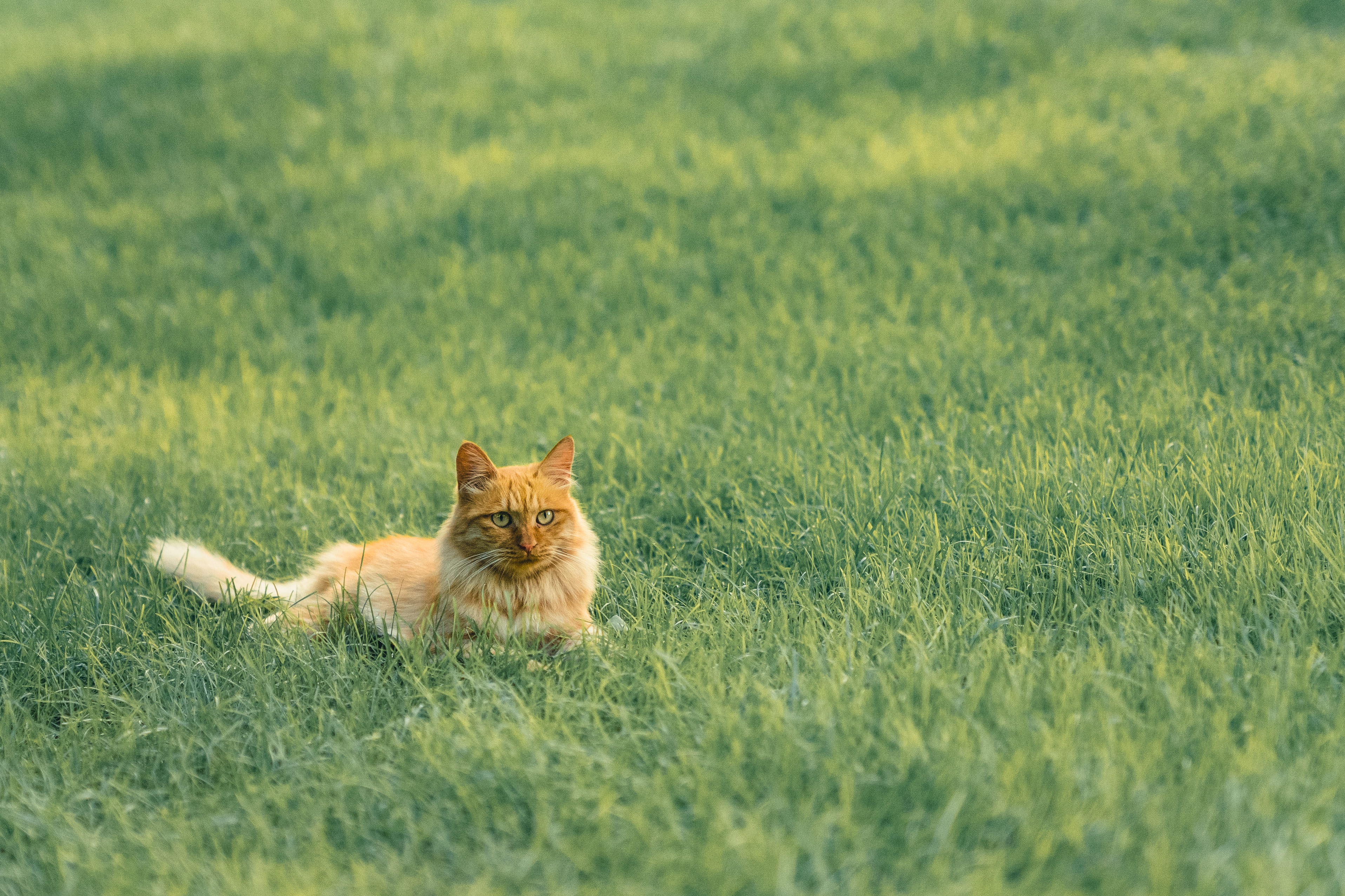 Download mobile wallpaper Fluffy, Redhead, Pet, Grass, Cat, Animals for free.