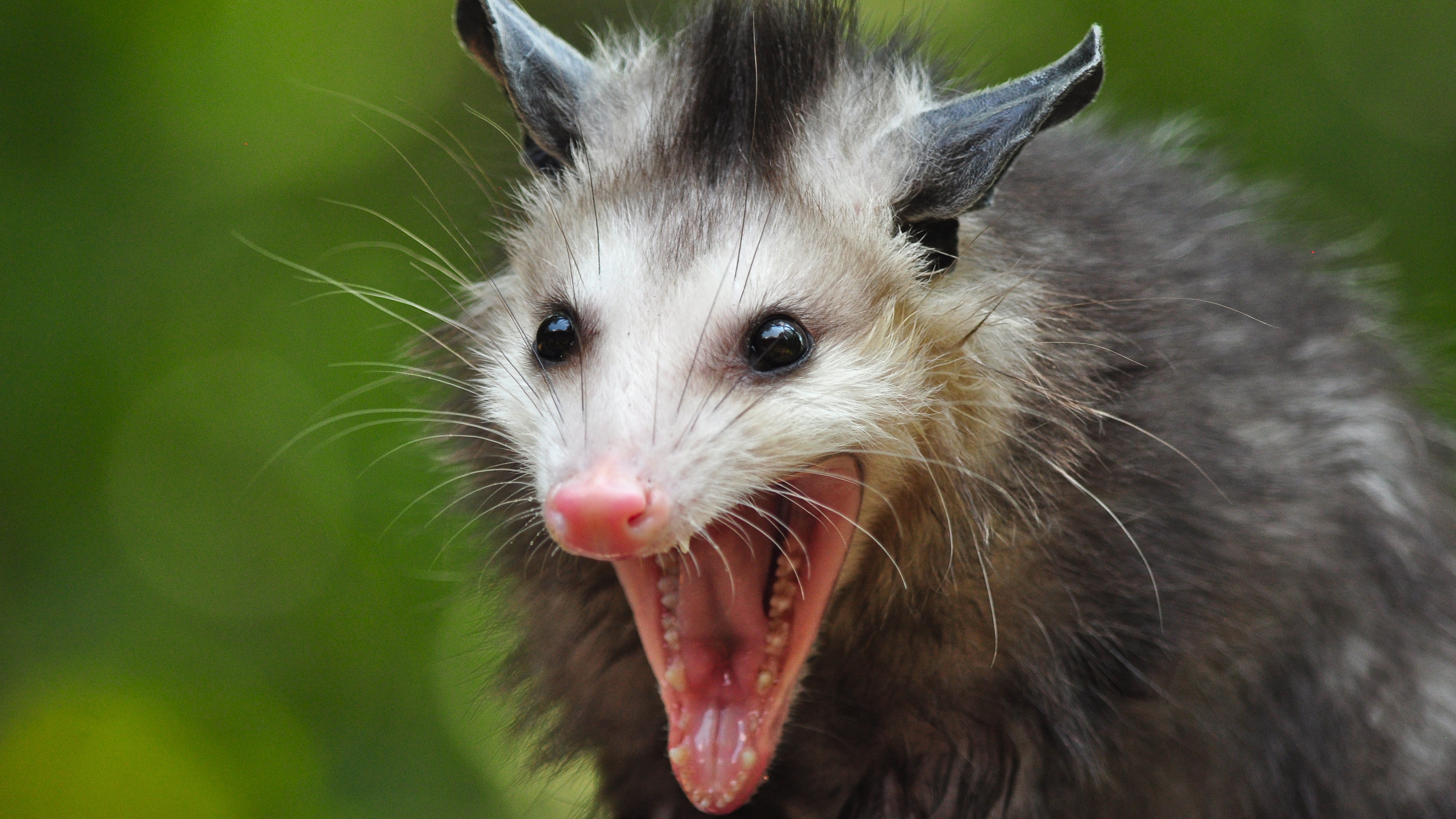 opossum, animal iphone wallpaper