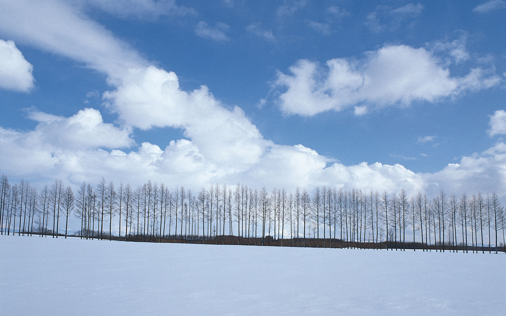 Почва зимой. Лёха на снегу. Snow stock photo. Snowy field Mesh.