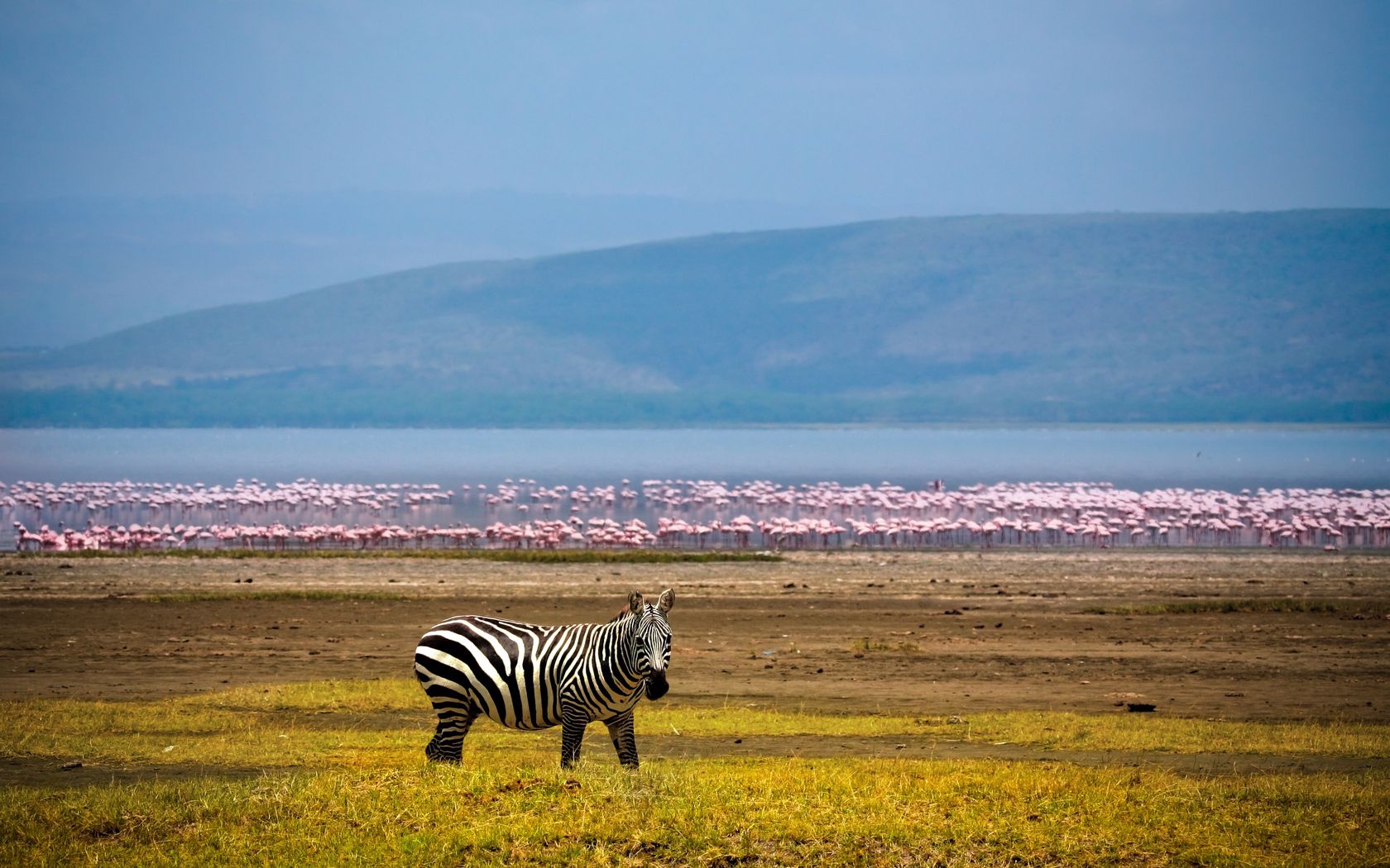Download mobile wallpaper Africa, Animals, Lake, Zebra, Background, Flamingo for free.