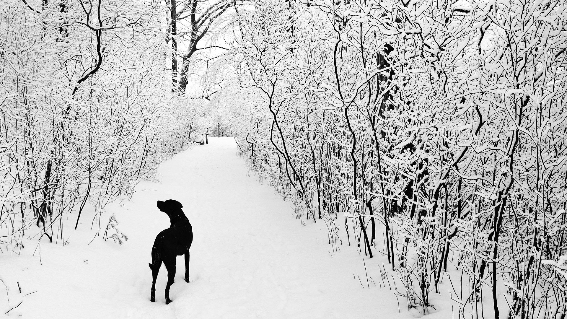 Не смешно белая зима. Зимний пейзаж с собакой. Картина зима черно белая. Красивый зимний пейзаж с собакой. Черная собака на белом снегу.