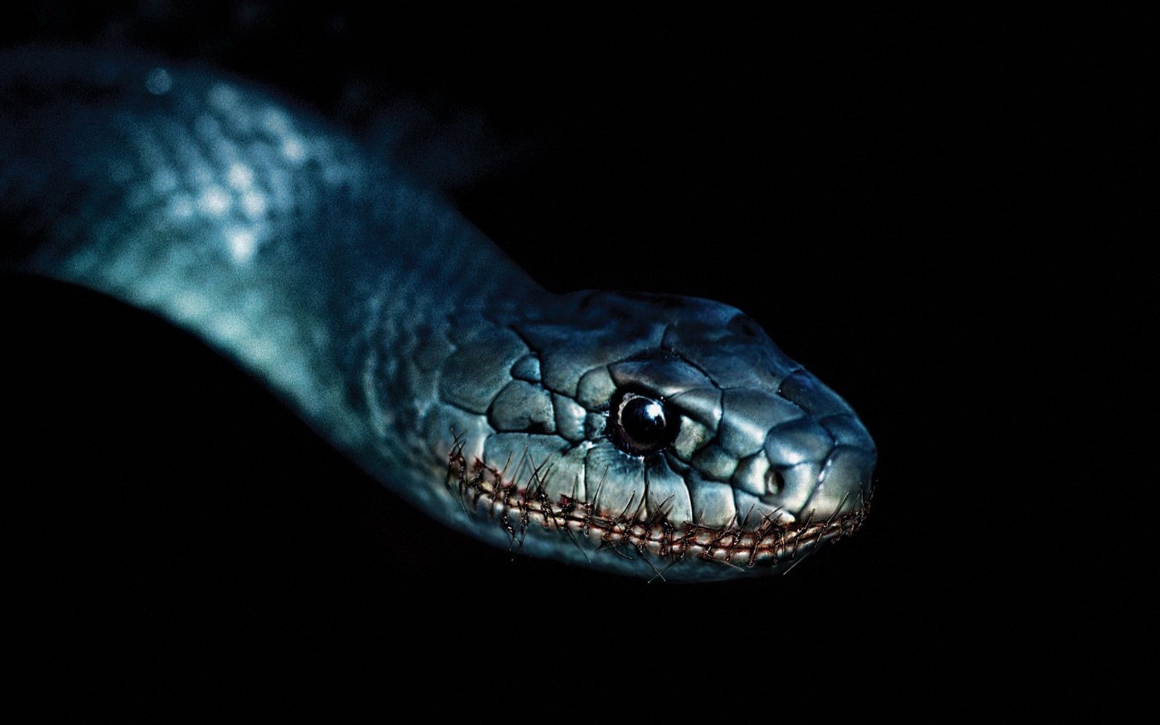 Черная змея с открытой пастью