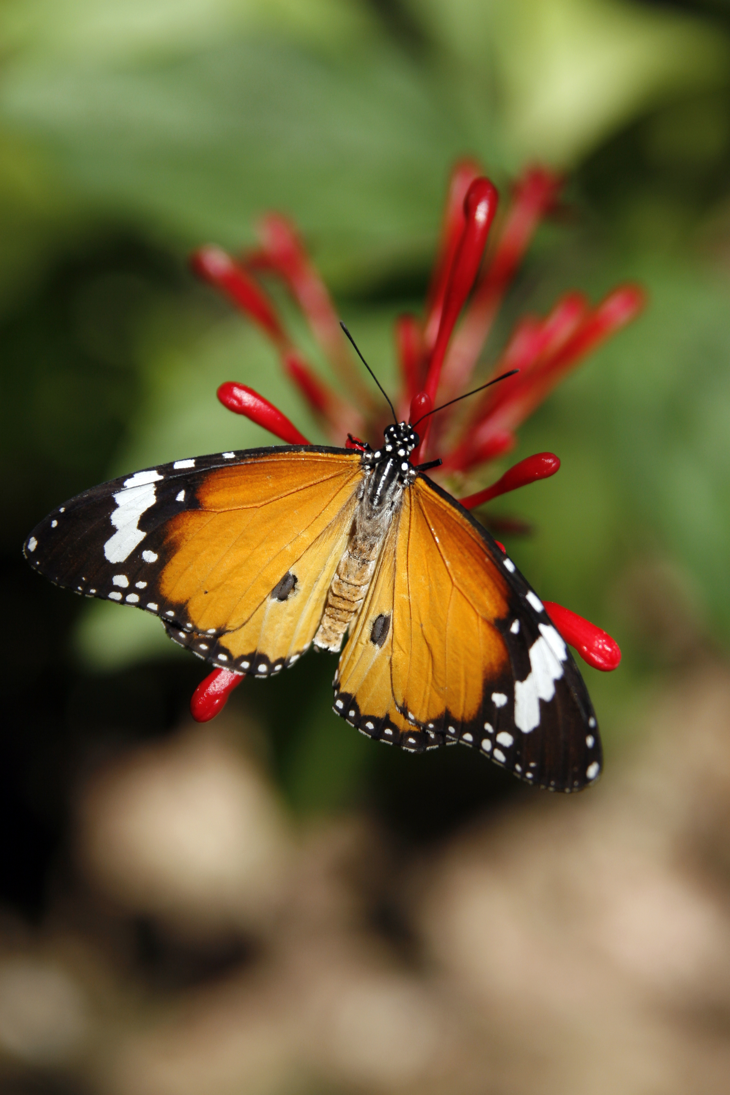 Laden Sie das Blume, Muster, Flügel, Monarchfalter, Schmetterling Monarch, Schmetterling, Tiere-Bild kostenlos auf Ihren PC-Desktop herunter